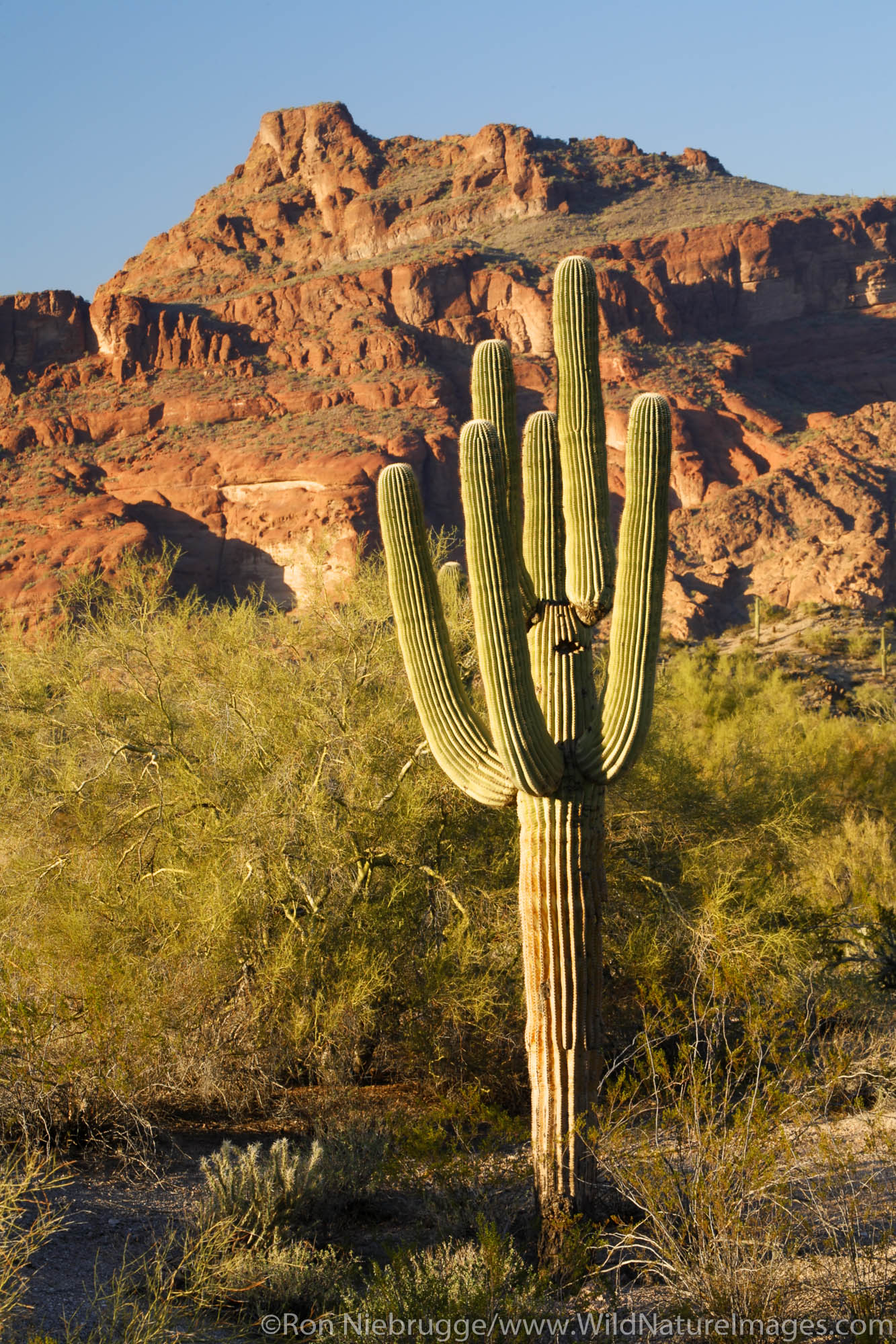 Saguaro cactus and Red Mountain near Phoenix, Arizona.