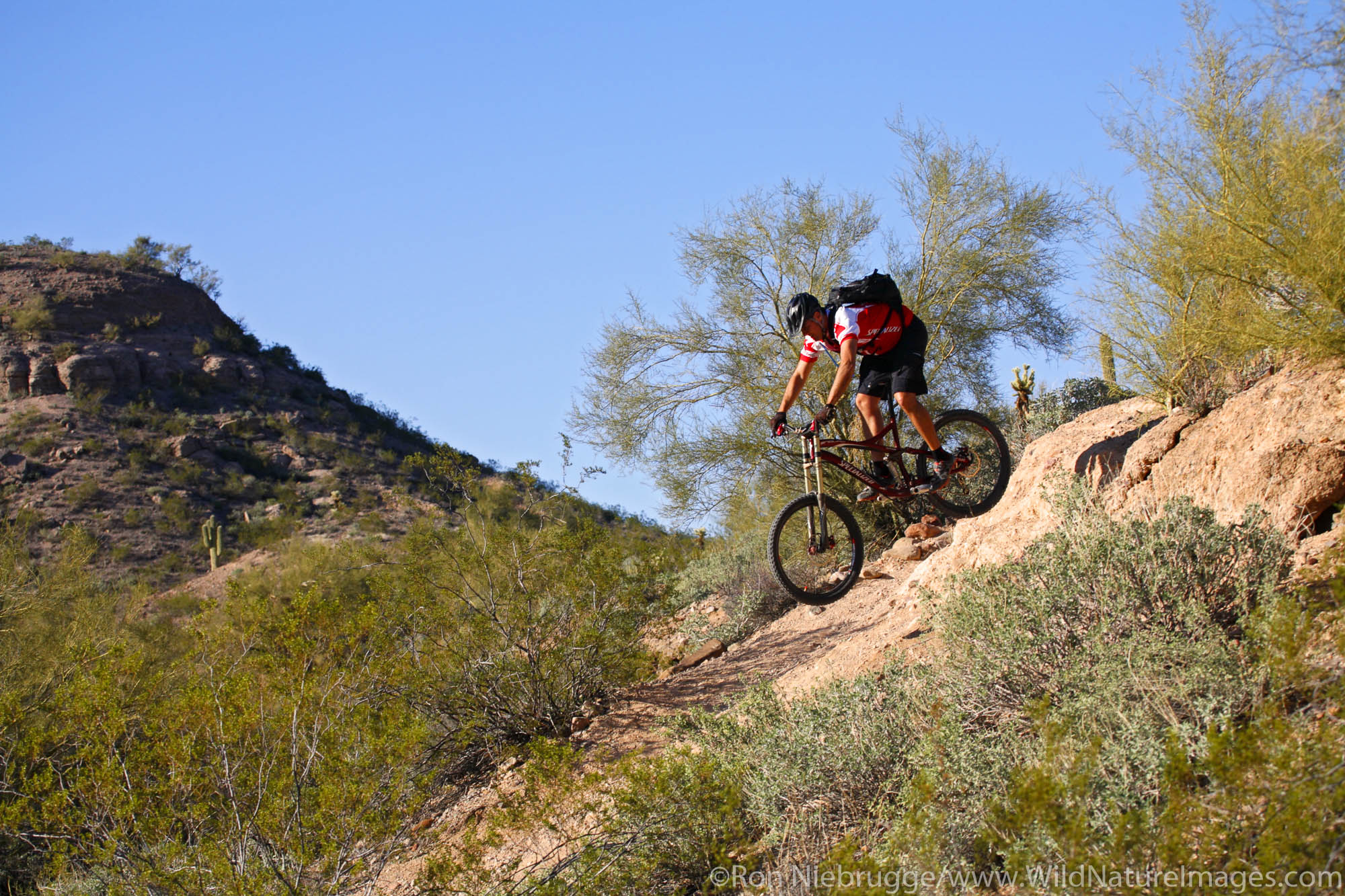 A mountain biker leaps off a ledge on the Technical Loop, one of the competitive race tracks at McDowell Mountain Regional Park...