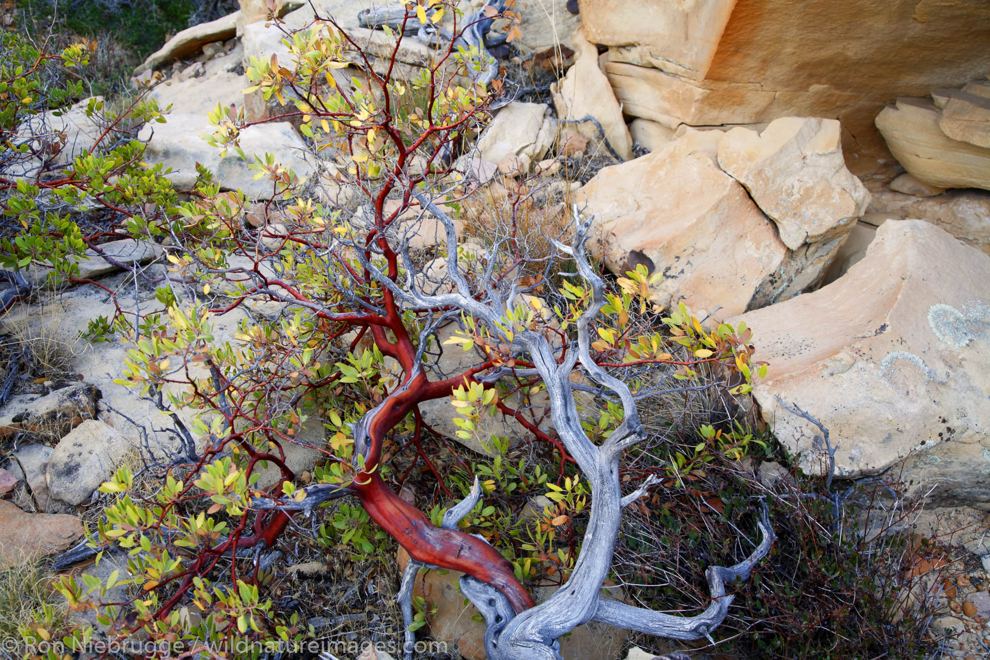 Along the Calico Tanks Trail, Red Rock Canyon National Conservation Area , Las Vegas, Nevada.