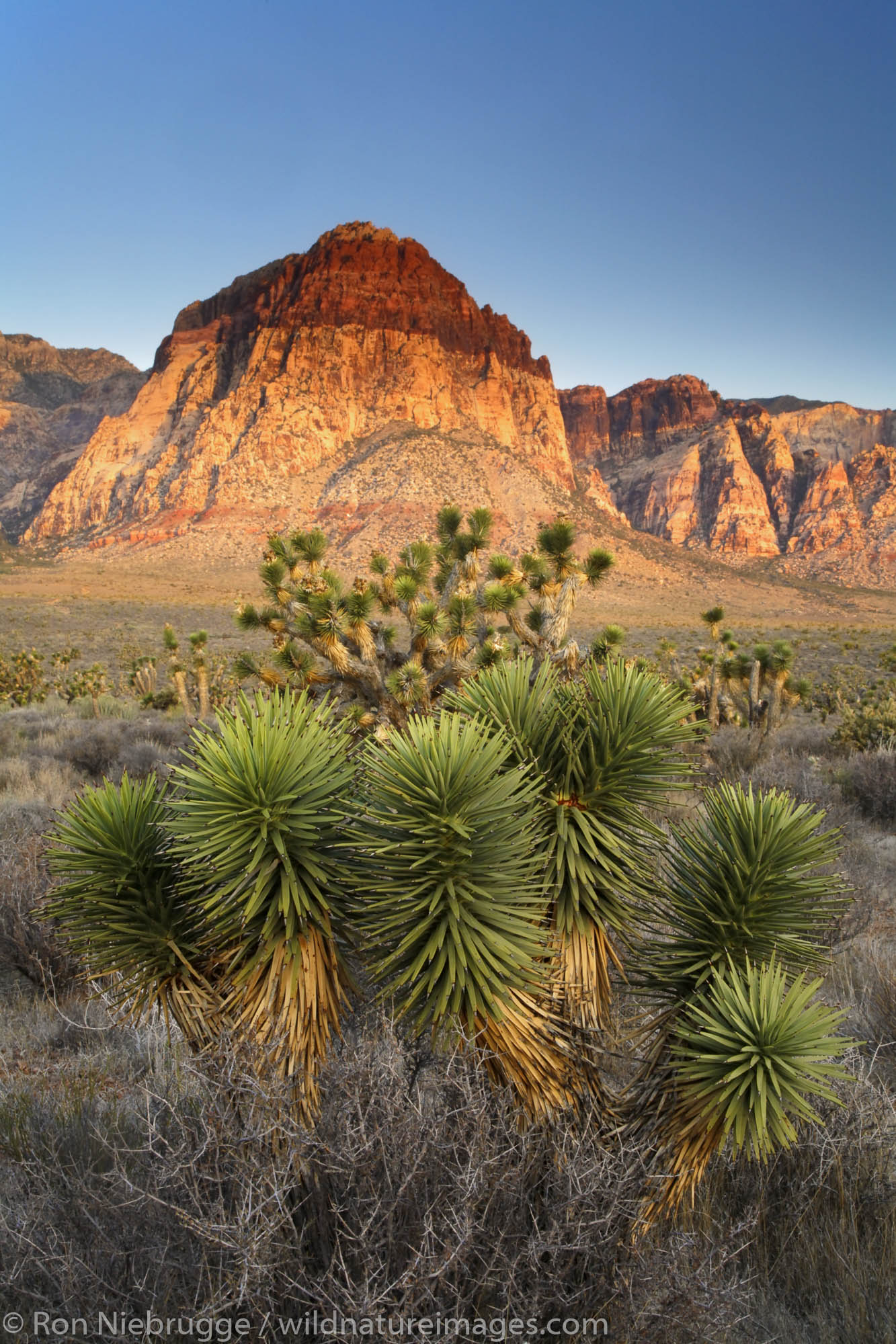 Rainbow Mountain, Red Rock Canyon National Conservation Area , Las Vegas, Nevada.