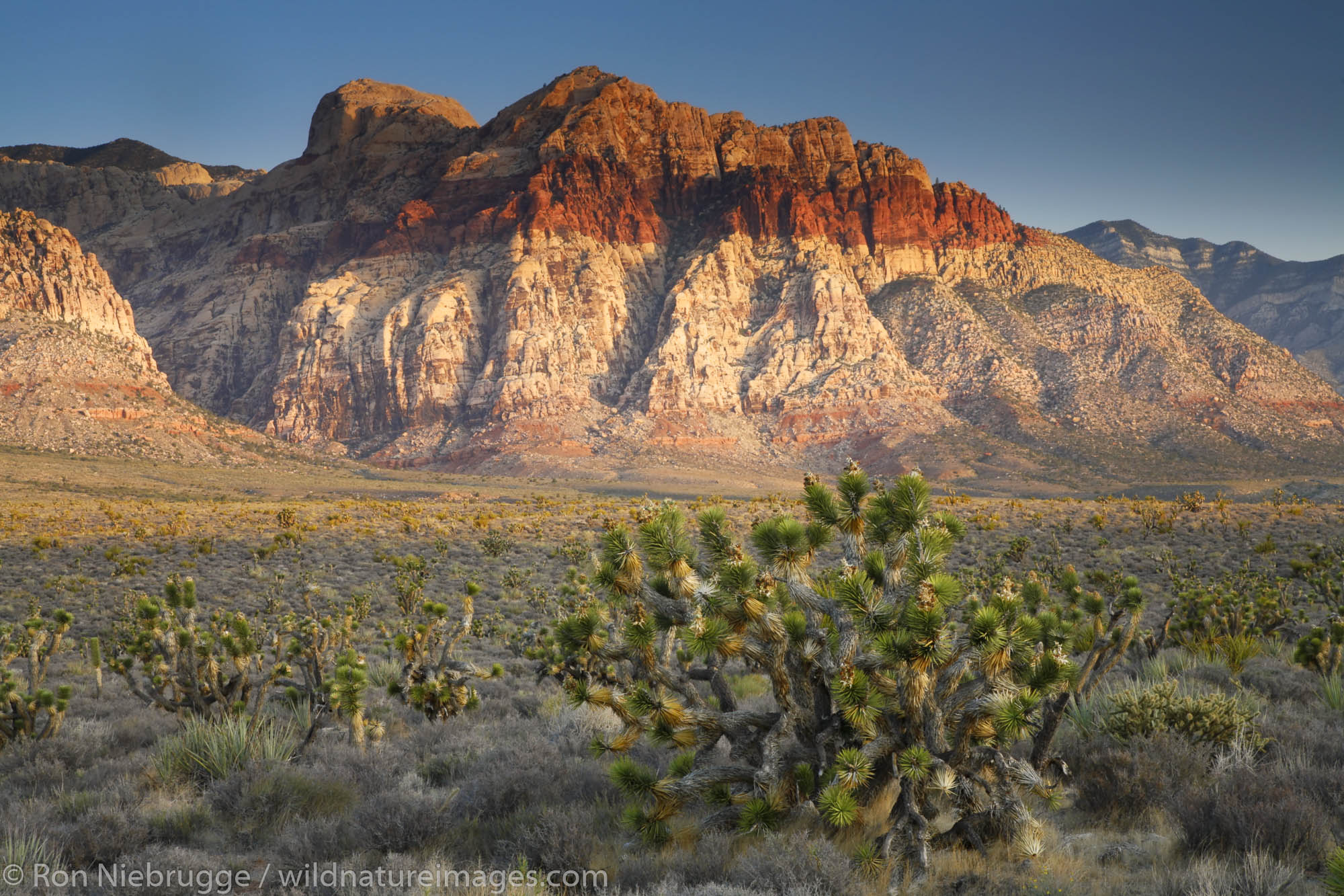 Bridge Mountain, Red Rock Canyon National Conservation Area , Las Vegas, Nevada