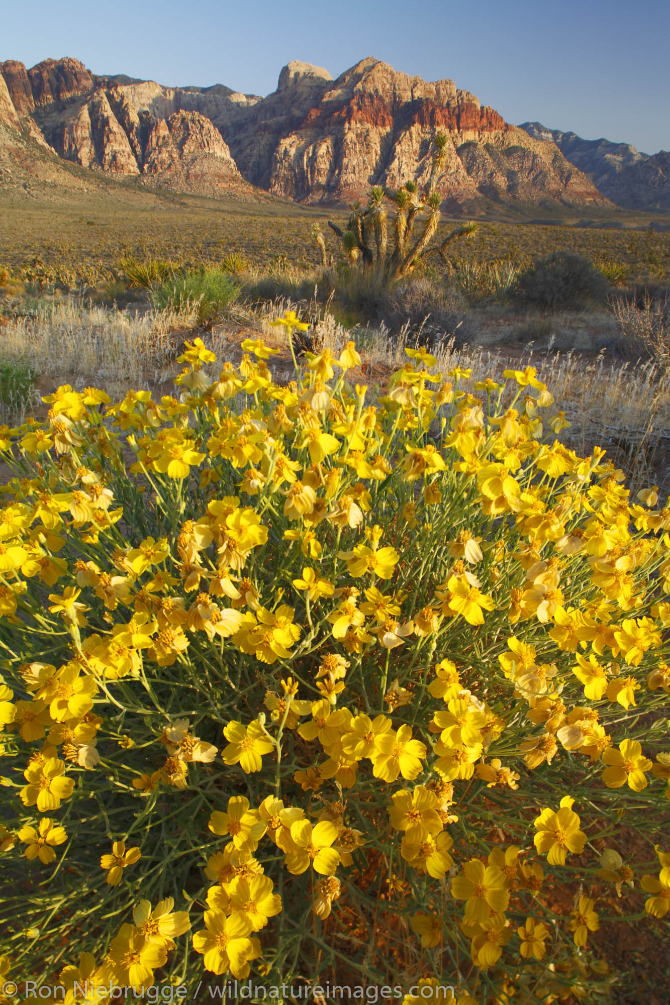 Paper Daisy (Psilotrophe cooperi) wildflowers and Bridge Mountain, Red Rock Canyon National Conservation Area , Las Vegas, Nevada...