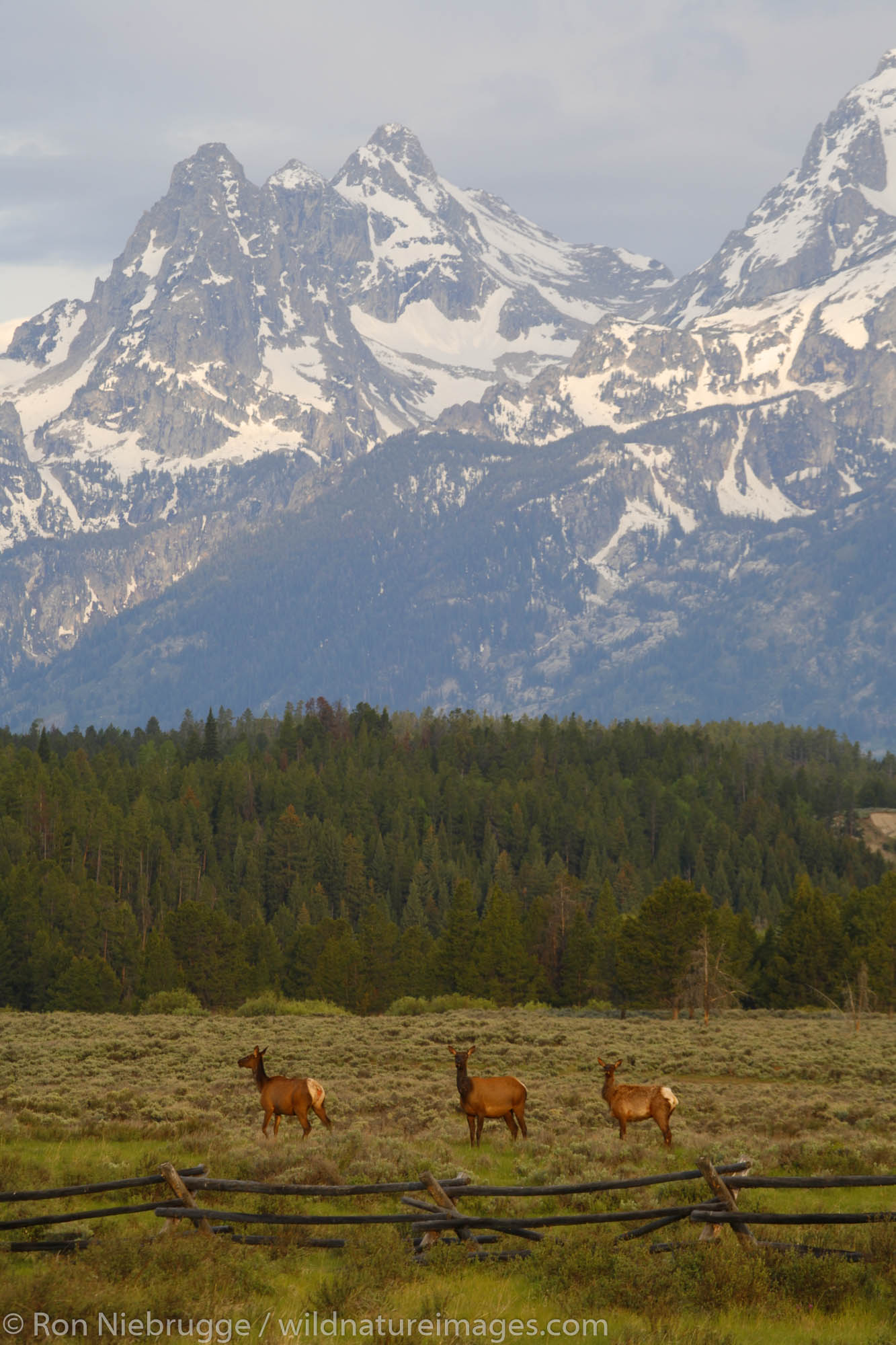 Elk in Grand Teton National Park, Wyoming.