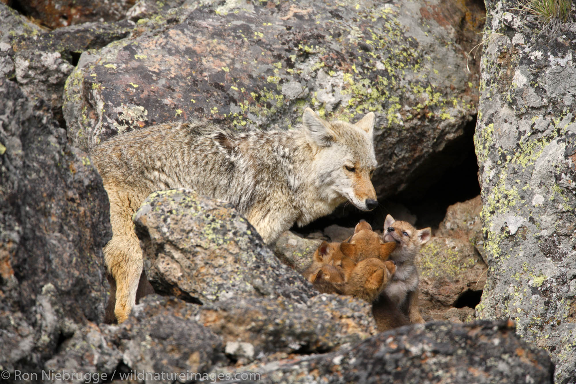 Coyote pups at a den in Yellowstone National Park, Wyoming.