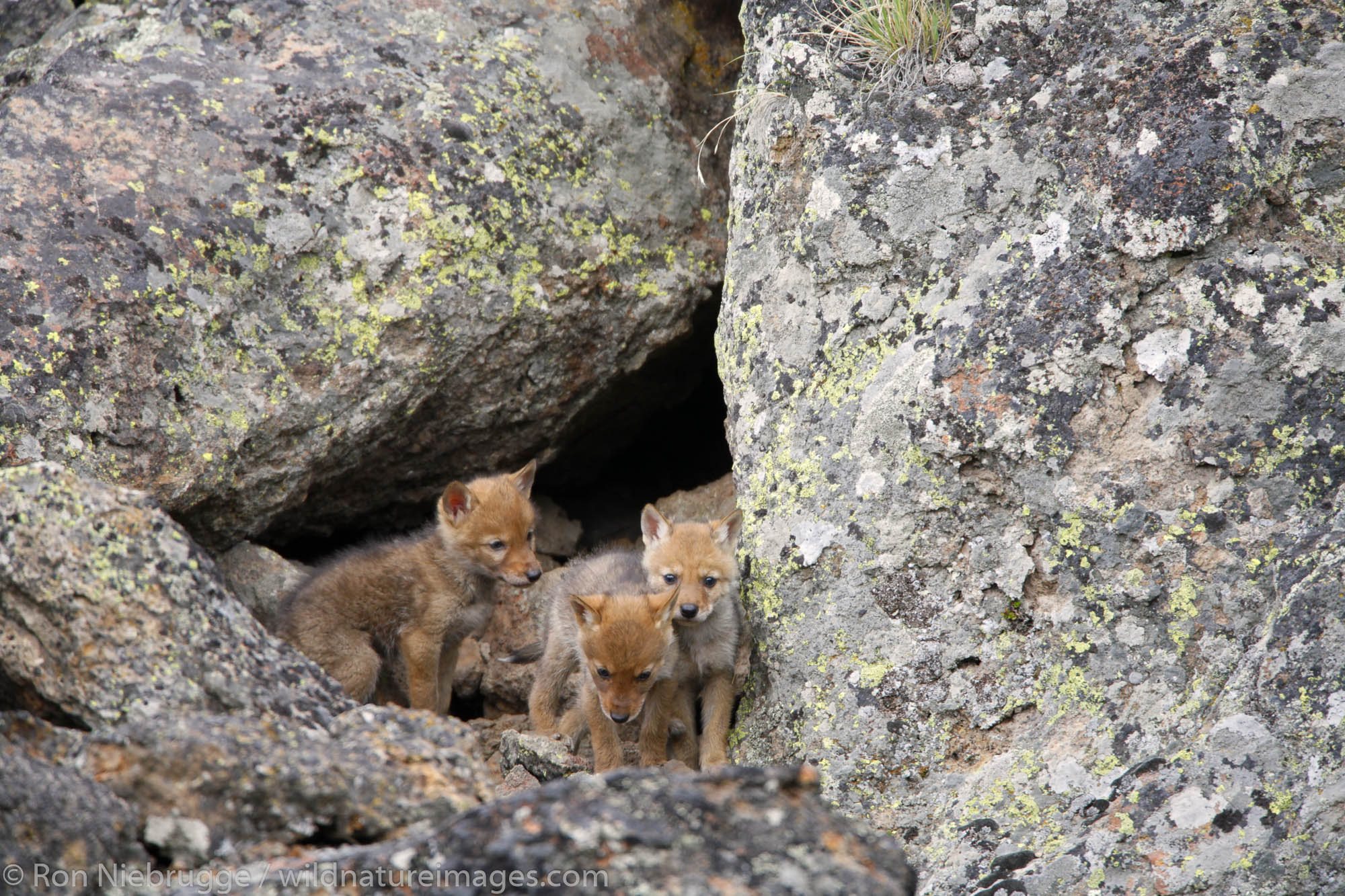 Coyote pups at a den in Yellowstone National Park, Wyoming.