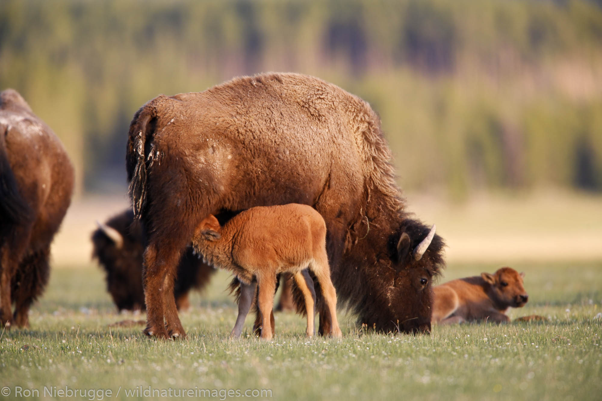 Buffalo ( Bison ) in Yellowstone National Park, Wyoming.