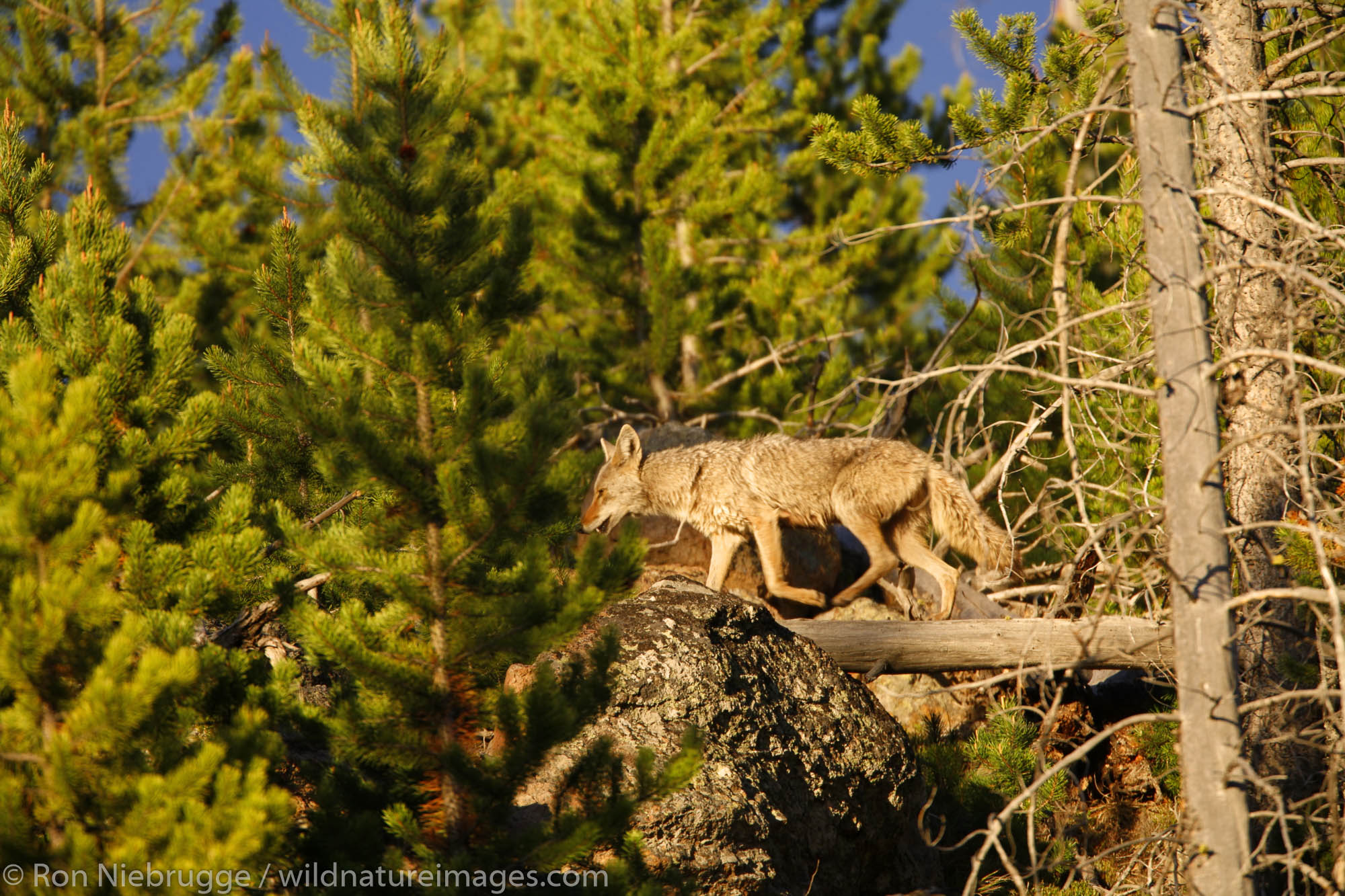 Coyote in Yellowstone National Park, Wyoming.