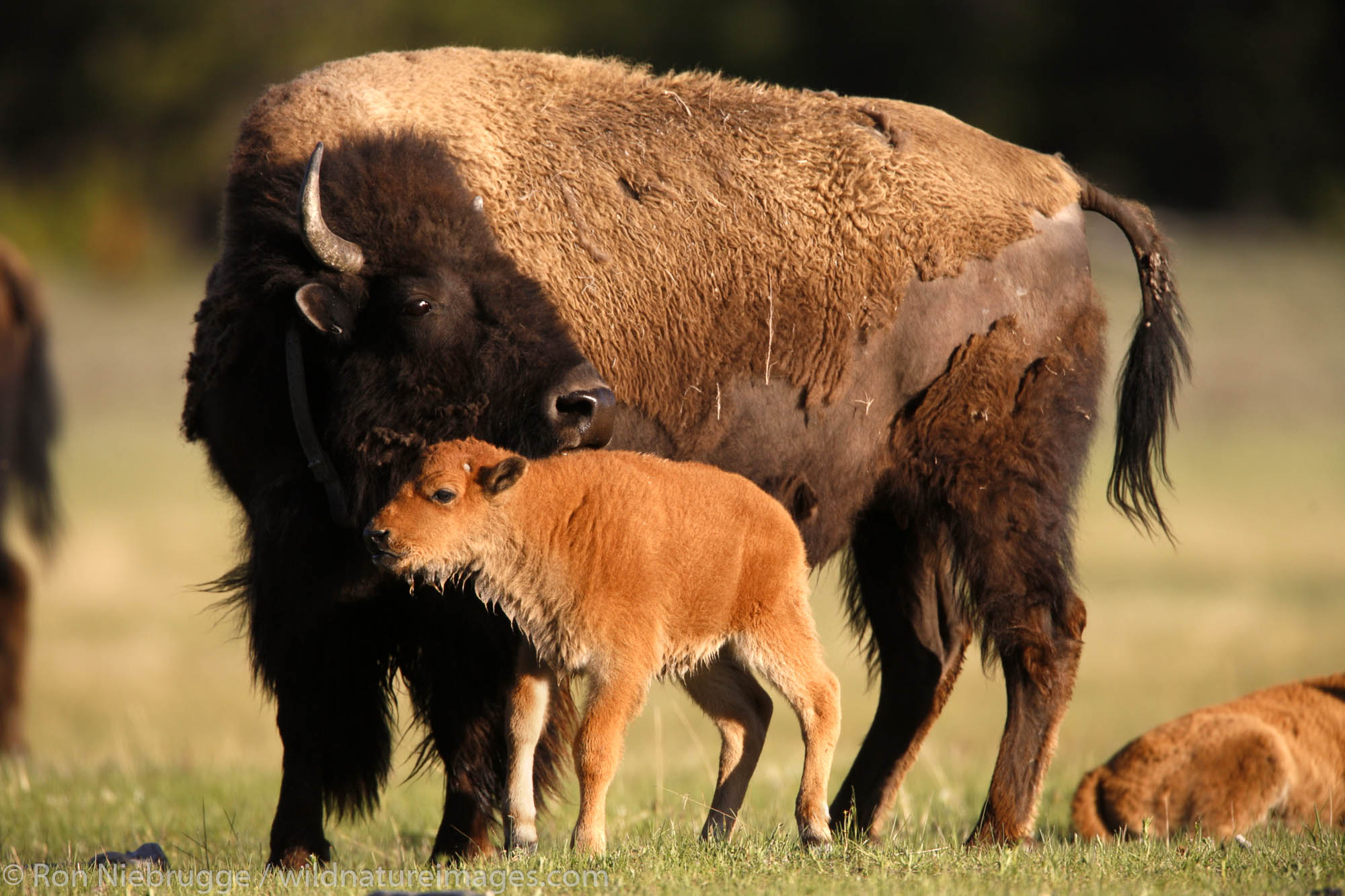 Buffalo ( Bison ) in the Lower Geyser Basin, Yellowstone National Park, Wyoming.