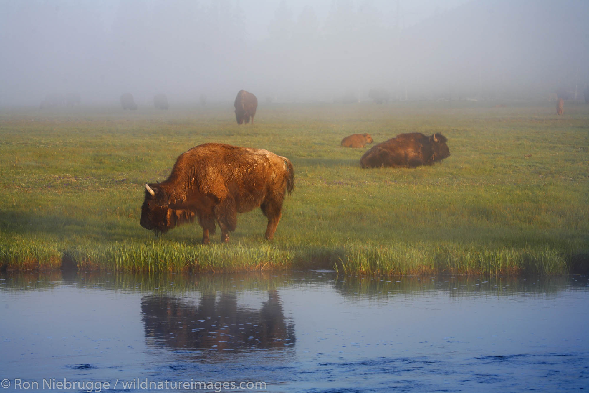 Buffalo ( Bison ) along the Firehole River in Yellowstone National Park, Wyoming.