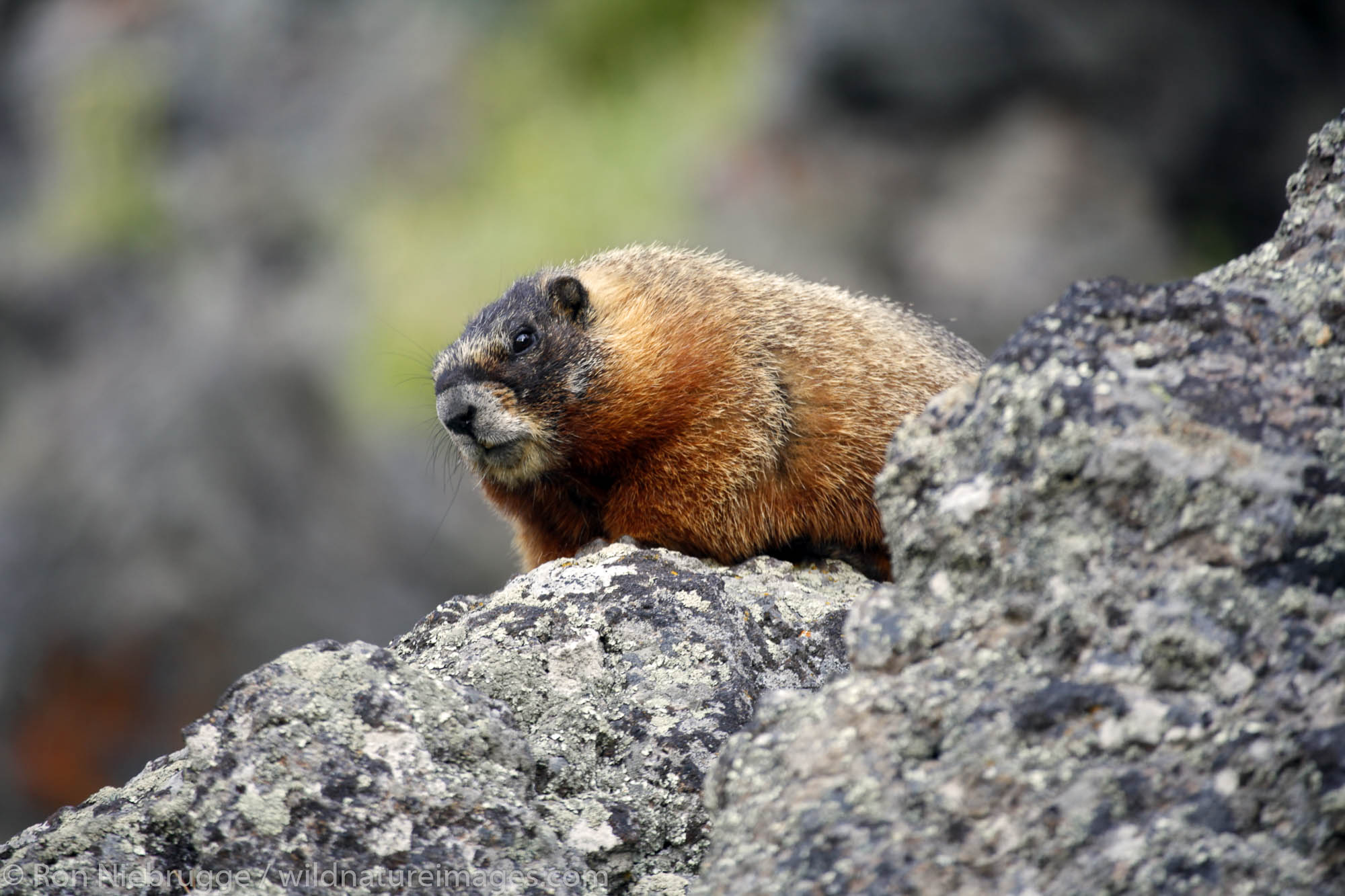 Yellow-Bellied Marmot, Upper Geyser Basin, Yellowstone National Park, Wyoming.