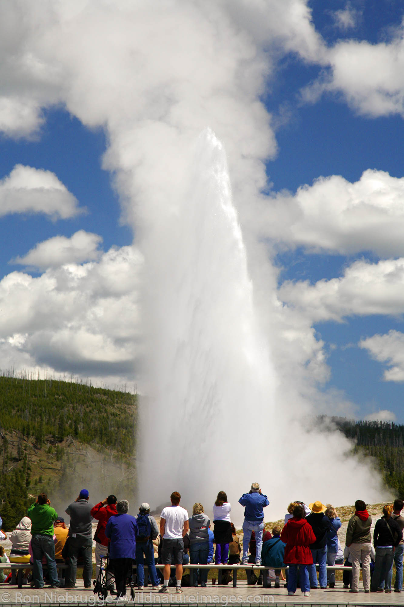 Visitors watch Old Faithful Geyser, Yellowstone National Park, Wyoming.