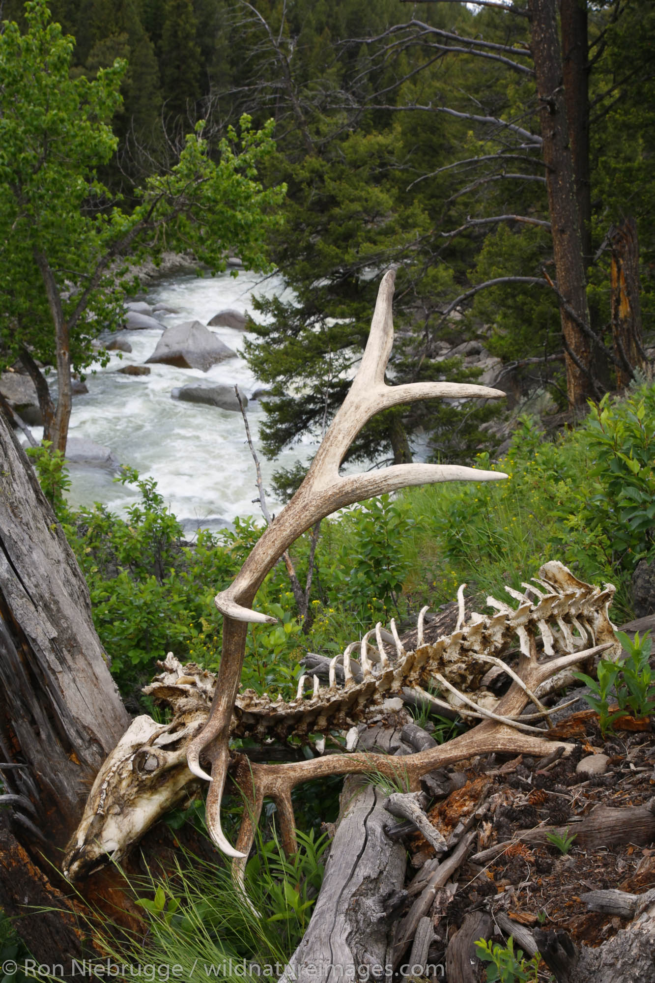 Large bull elk skelton, Yellowstone National Park, Wyoming.