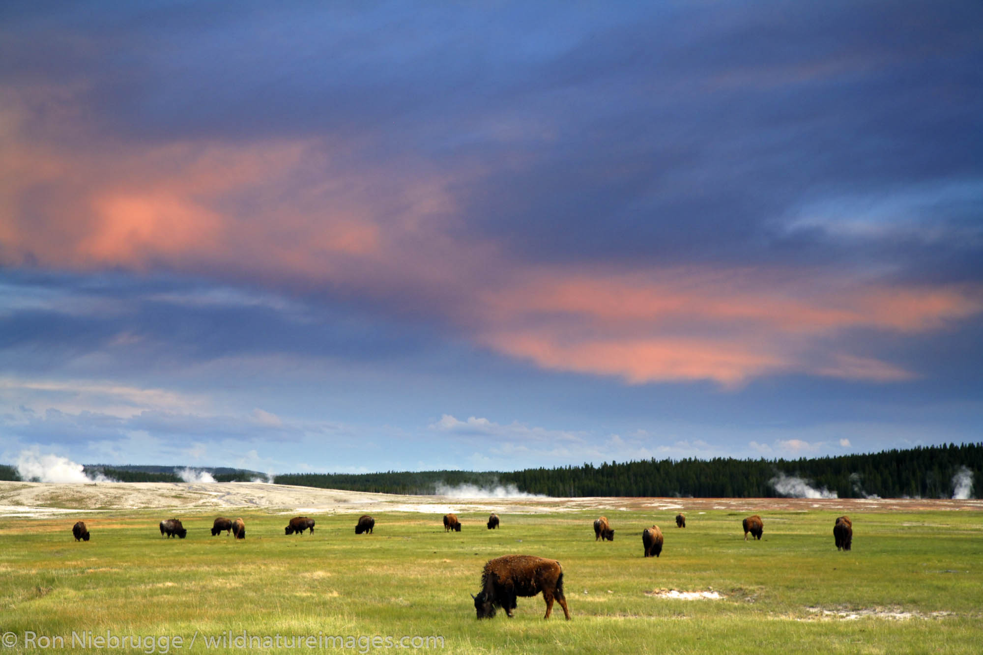 Buffalo at sunset, Midway Geyser Basin, Yellowstone National Park, Wyoming.