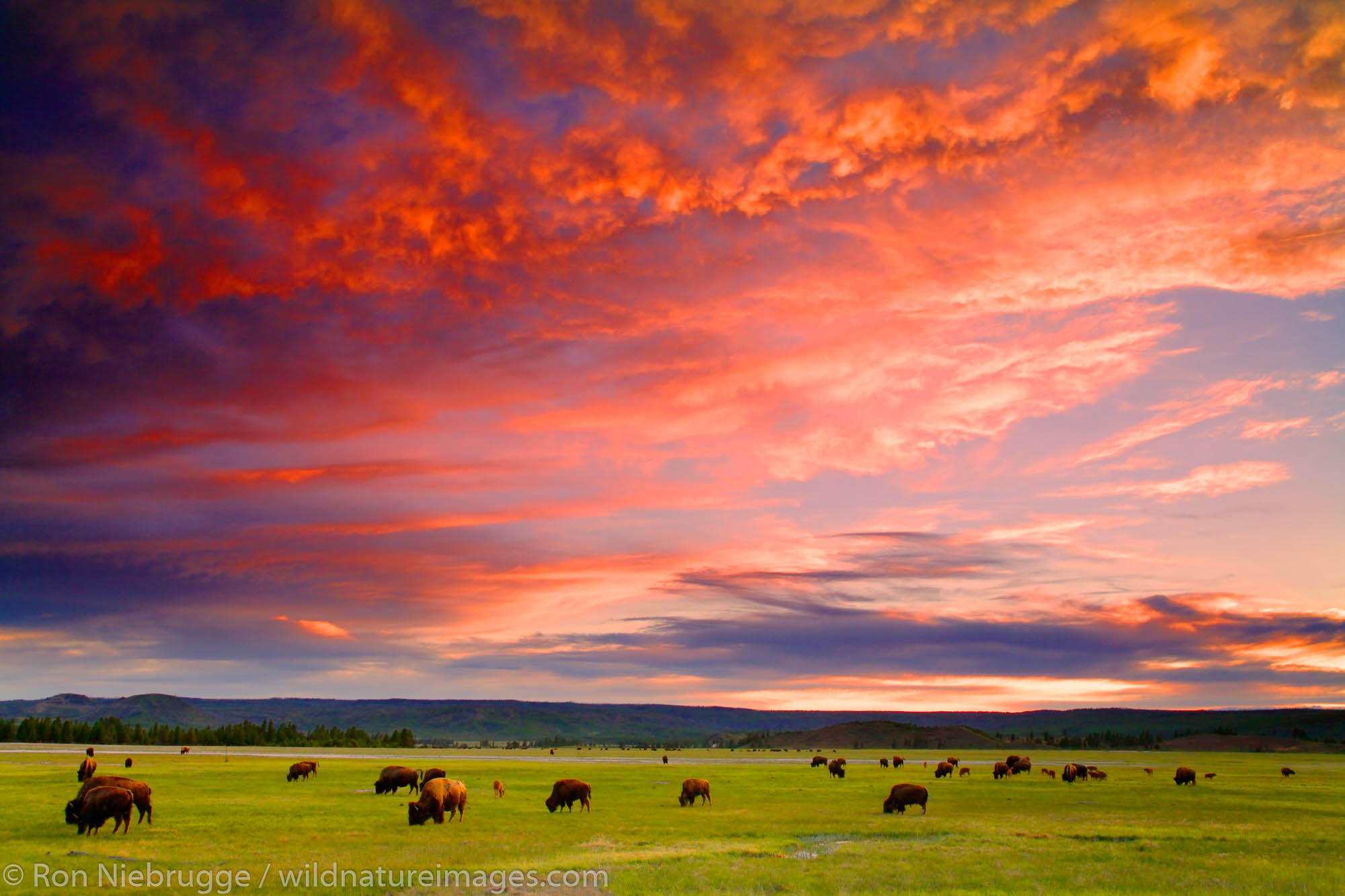 Buffalo at sunset, Midway Geyser Basin, Yellowstone National  Park, Wyoming.