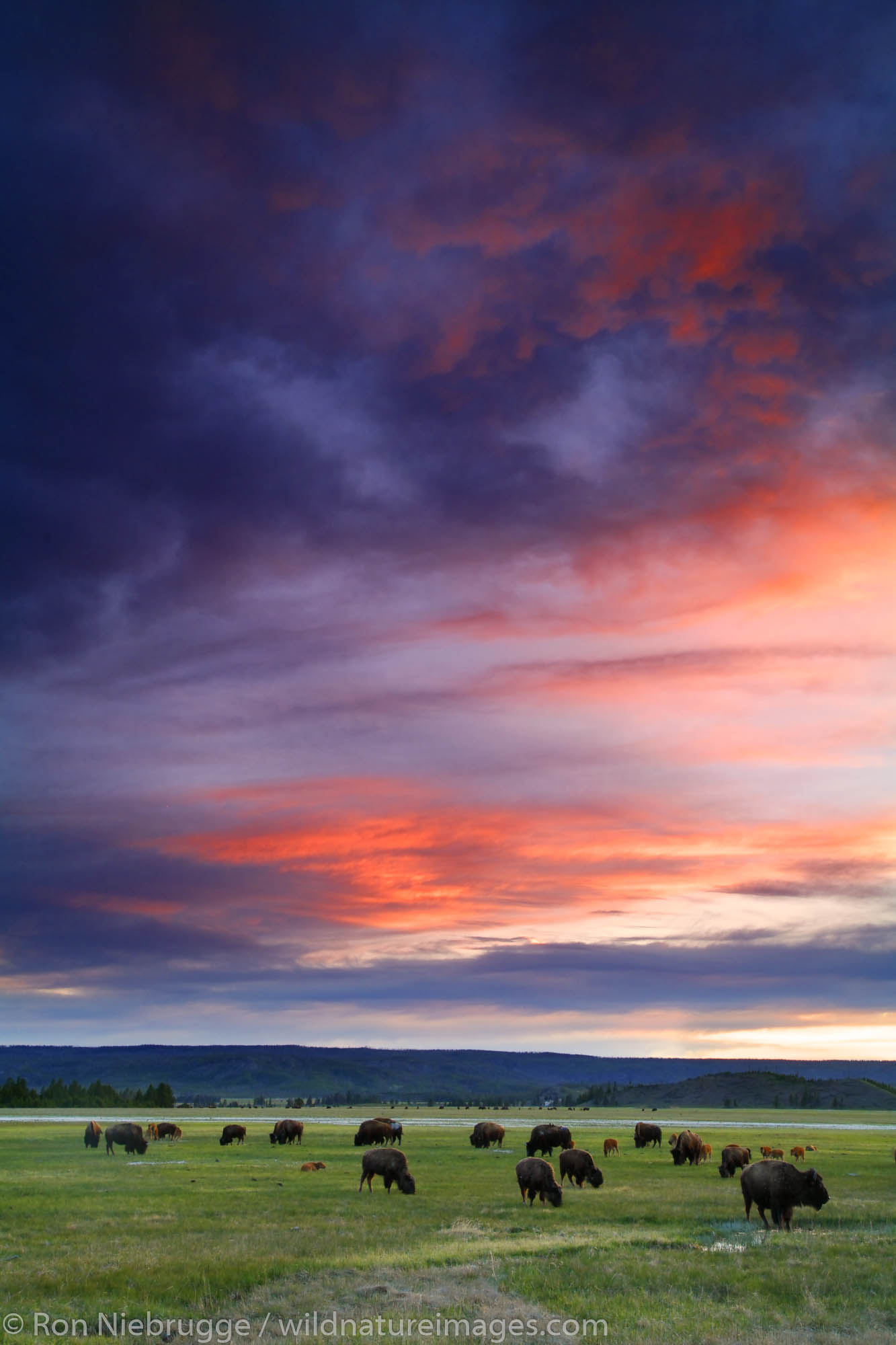 Buffalo at sunset, Midway Geyser Basin, Yellowstone National Park, Wyoming.