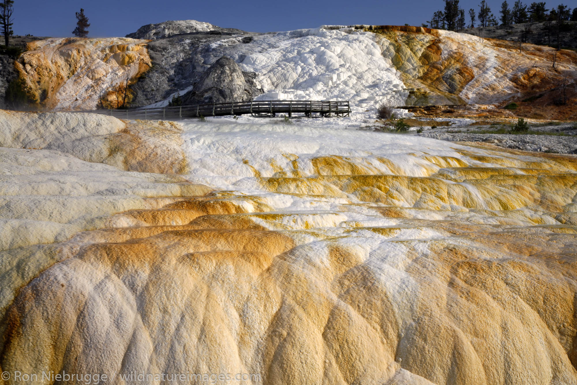 The Lower Terrace Area of Mammoth Hot Springs, Yellowstone National Park, Wyoming.