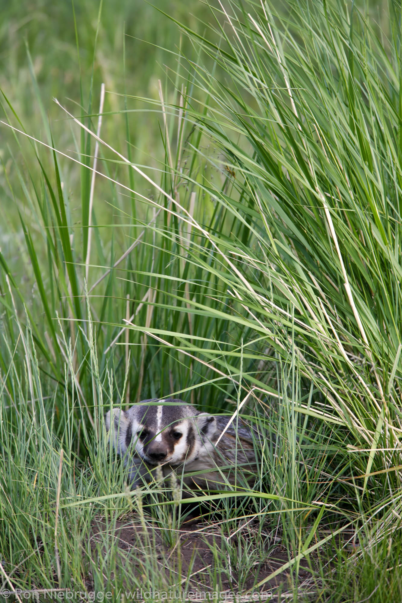 A Badger, Yellowstone National Park, Wyoming.