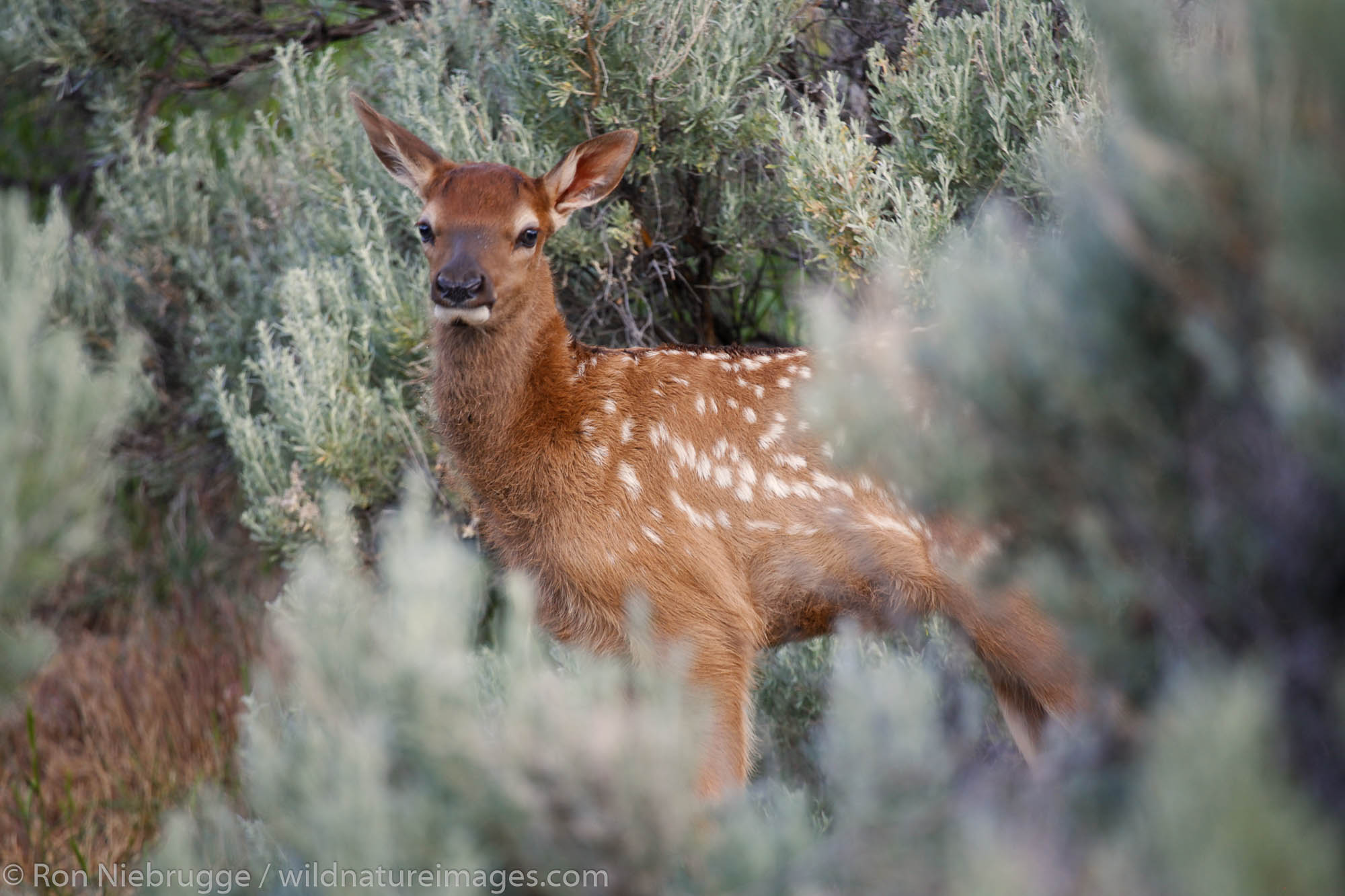 Elk calf in Yellowstone National Park, Wyoming.