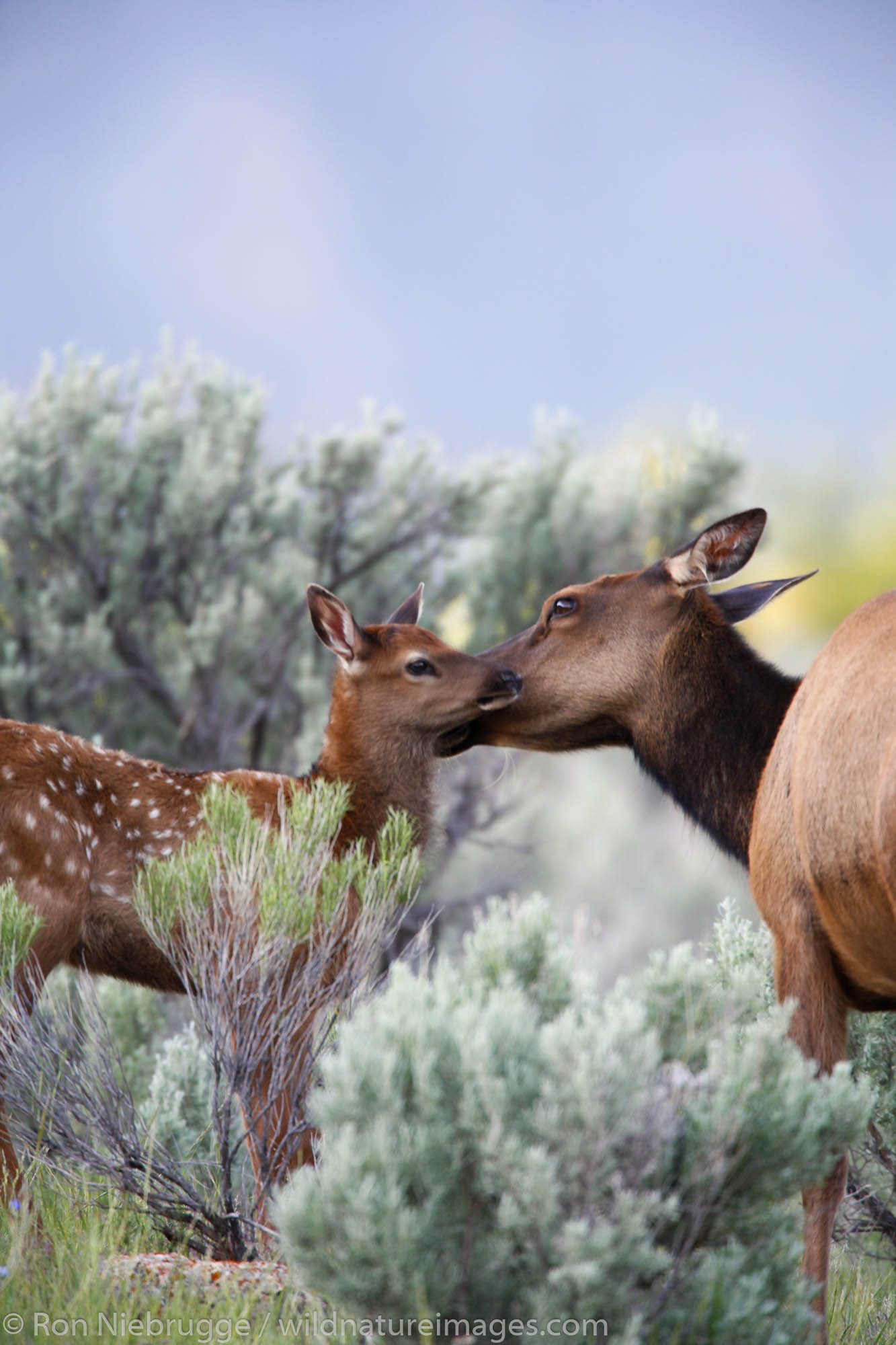 Elk calf in Yellowstone National Park, Wyoming.