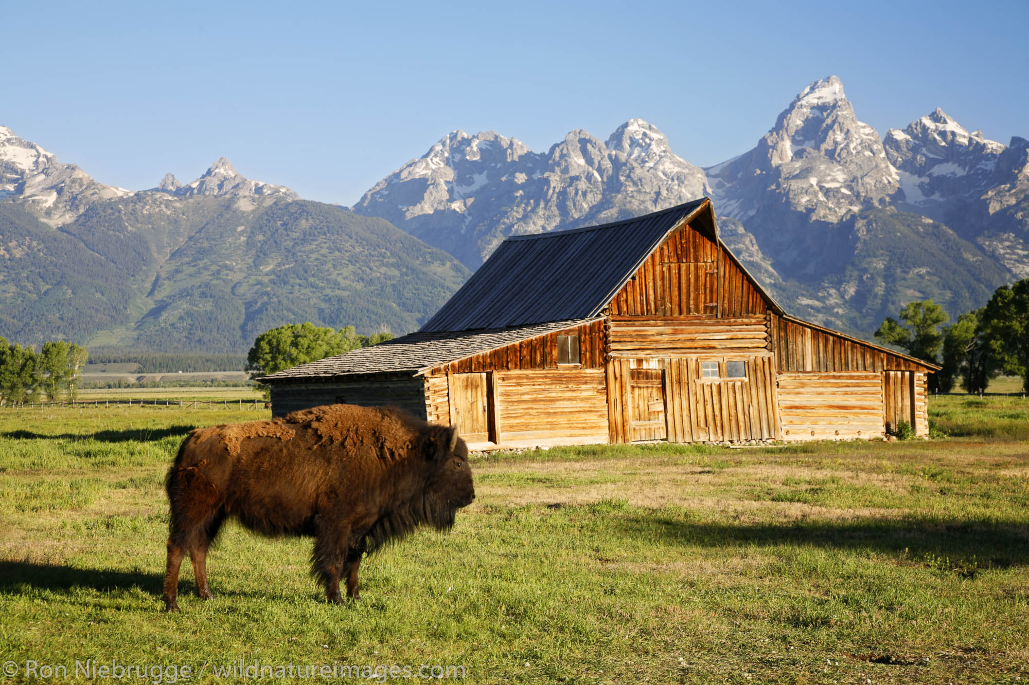 Buffalo in front of barn on Mormon Row, Grand Teton National Park, Wyoming.