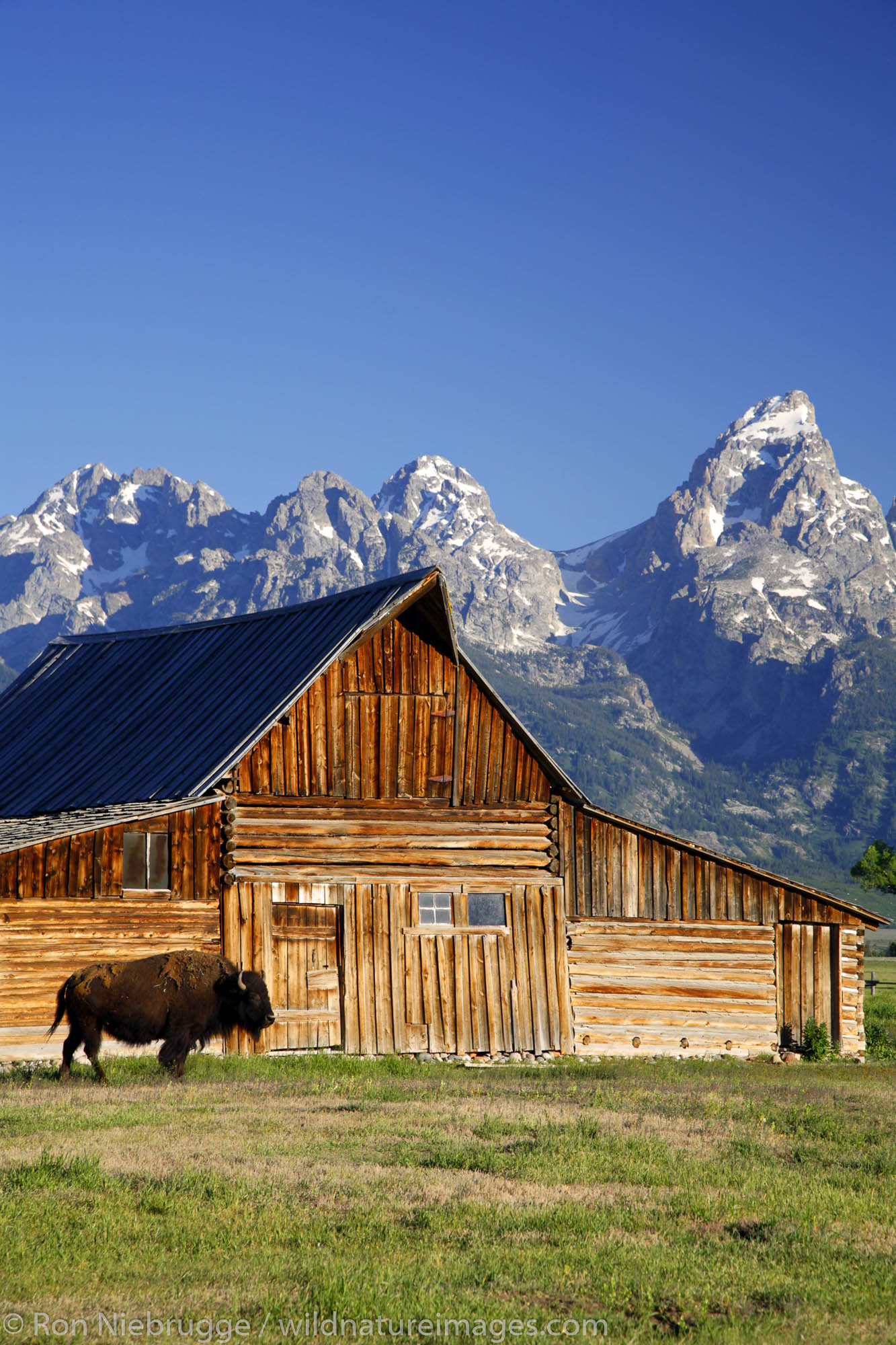 Buffalo in front of barn on Mormon Row, Grand Teton National Park, Wyoming.