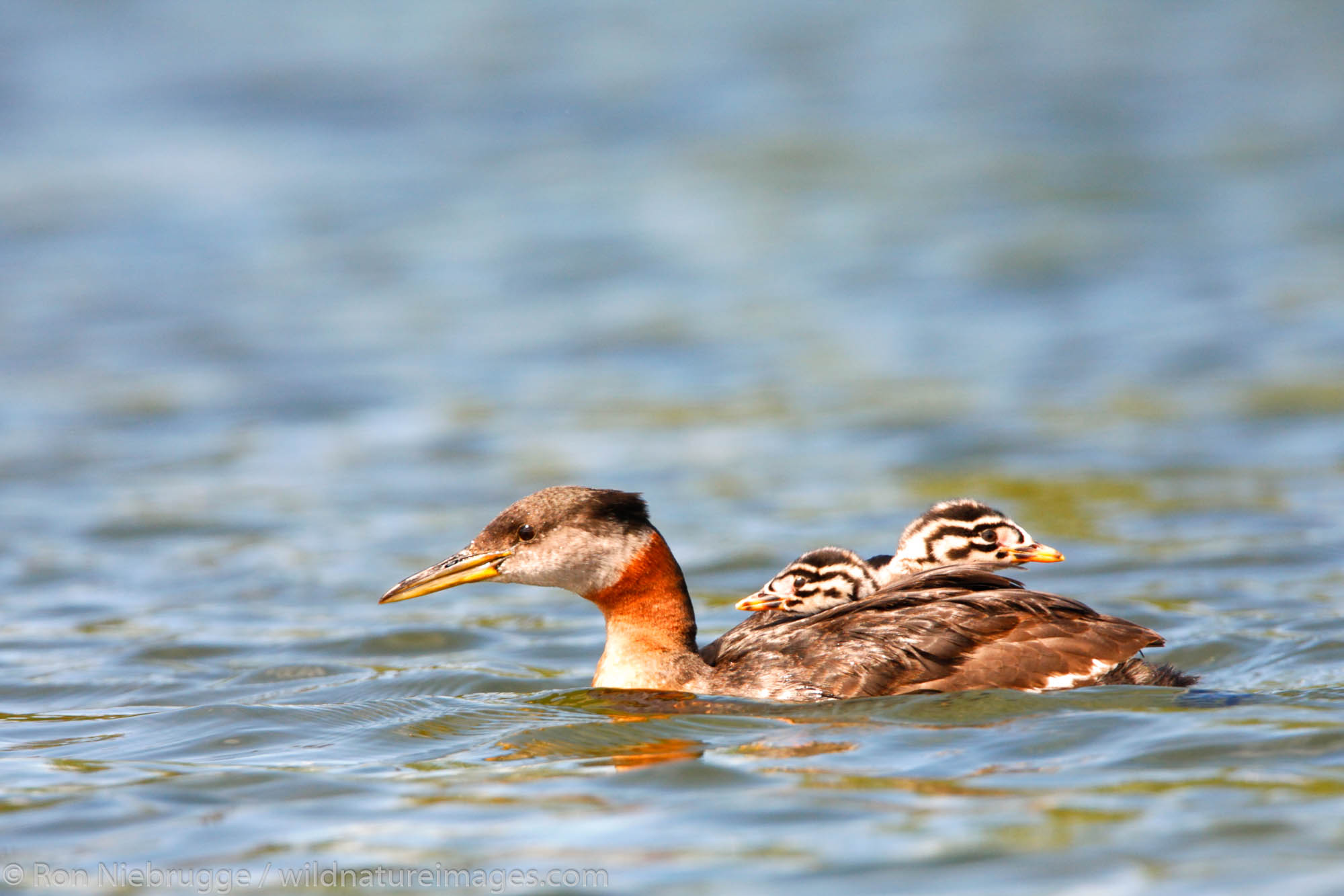 Red-necked Grebe, Finger Lake, Wasilla, Alaska.