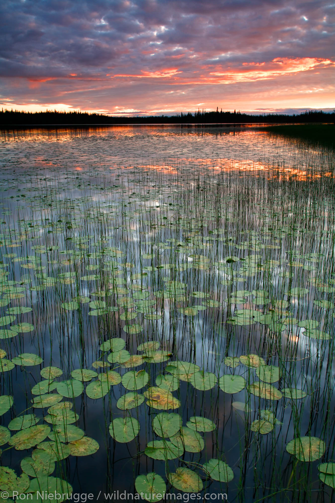 Tetlin National Wildlife Refuge Deadman Lake, Tetlin National Wildlife Refuge, Alaska.
