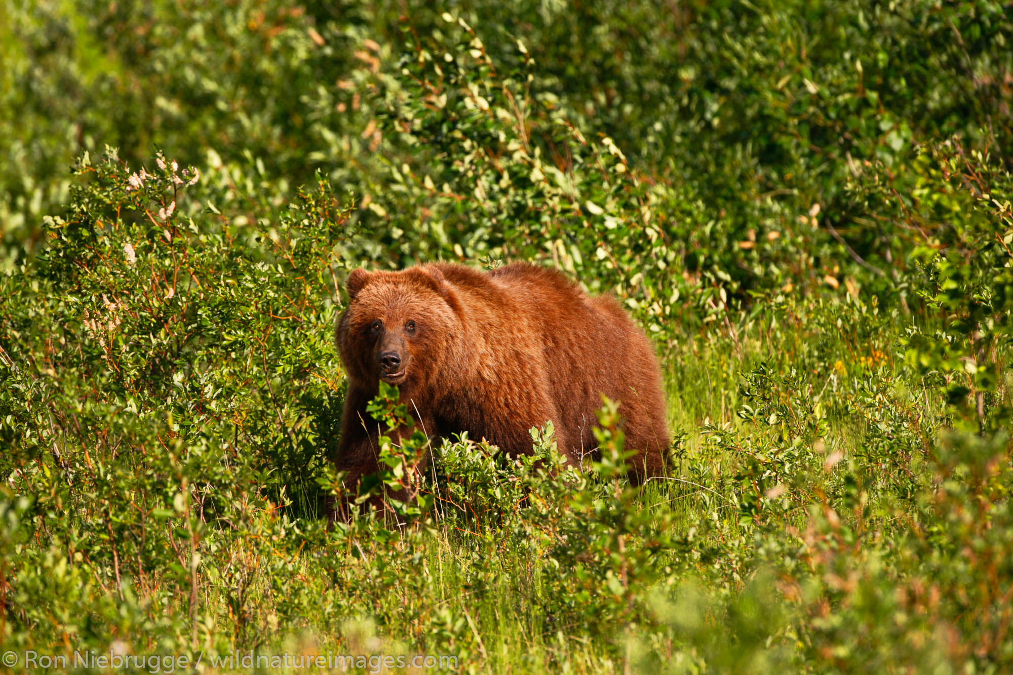 Grizzly Bear along the Haines Highway, Yukon Territory, Canada.