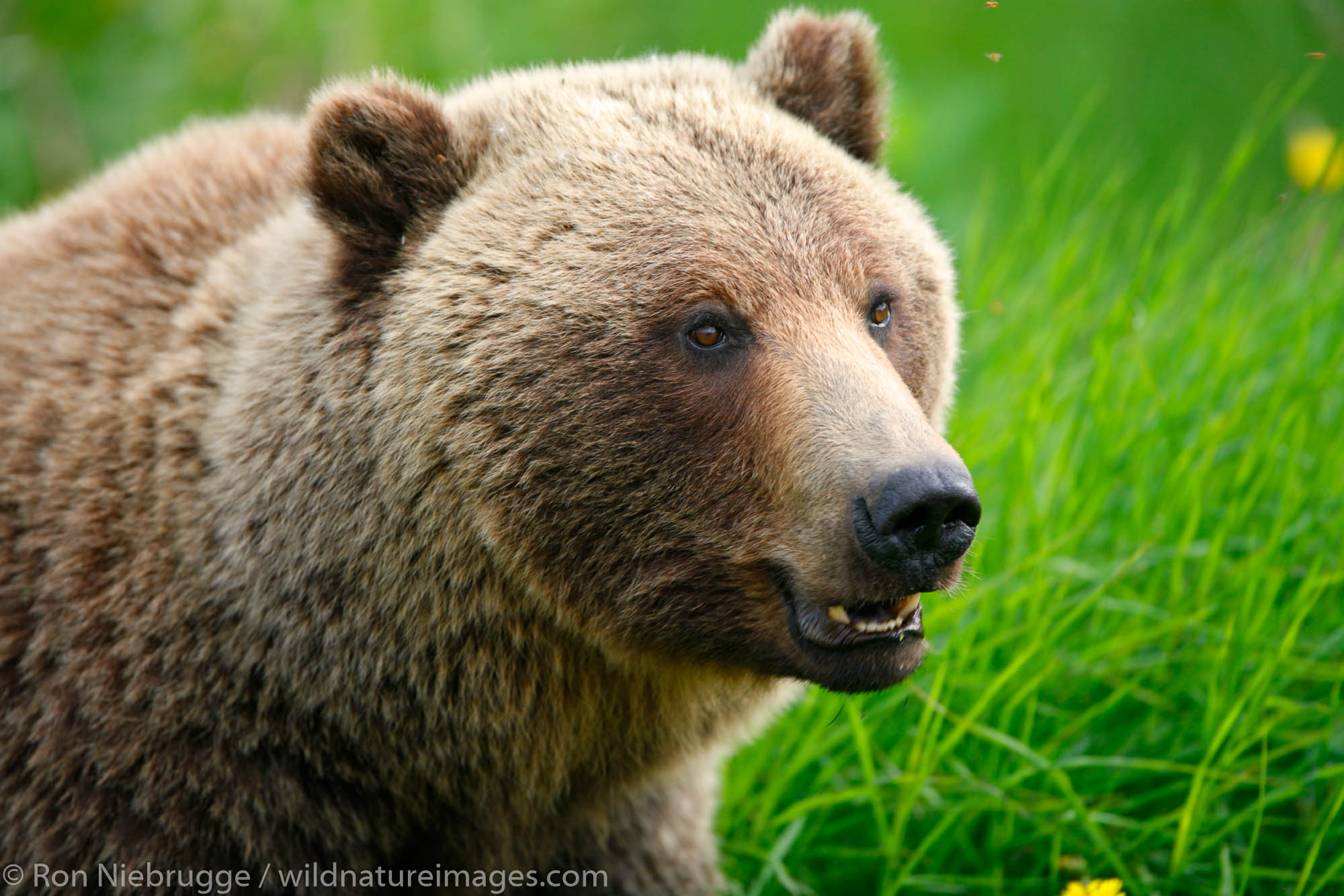 Grizzly Bear along the Haines Highway, at the border between British Columbia and the Yukon Territory, Canada.