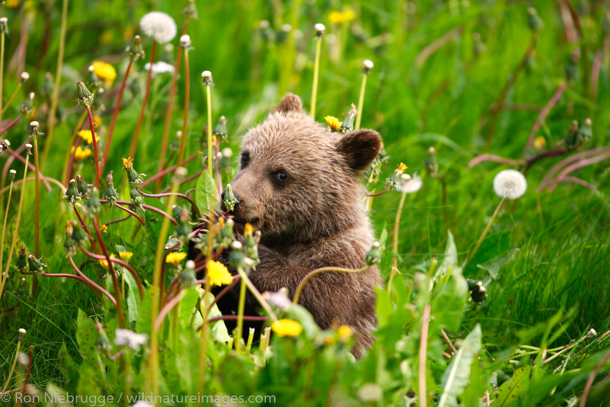 Grizzly Bear cub along the Haines Highway, at the border between British Columbia and the Yukon Territory, Canada.