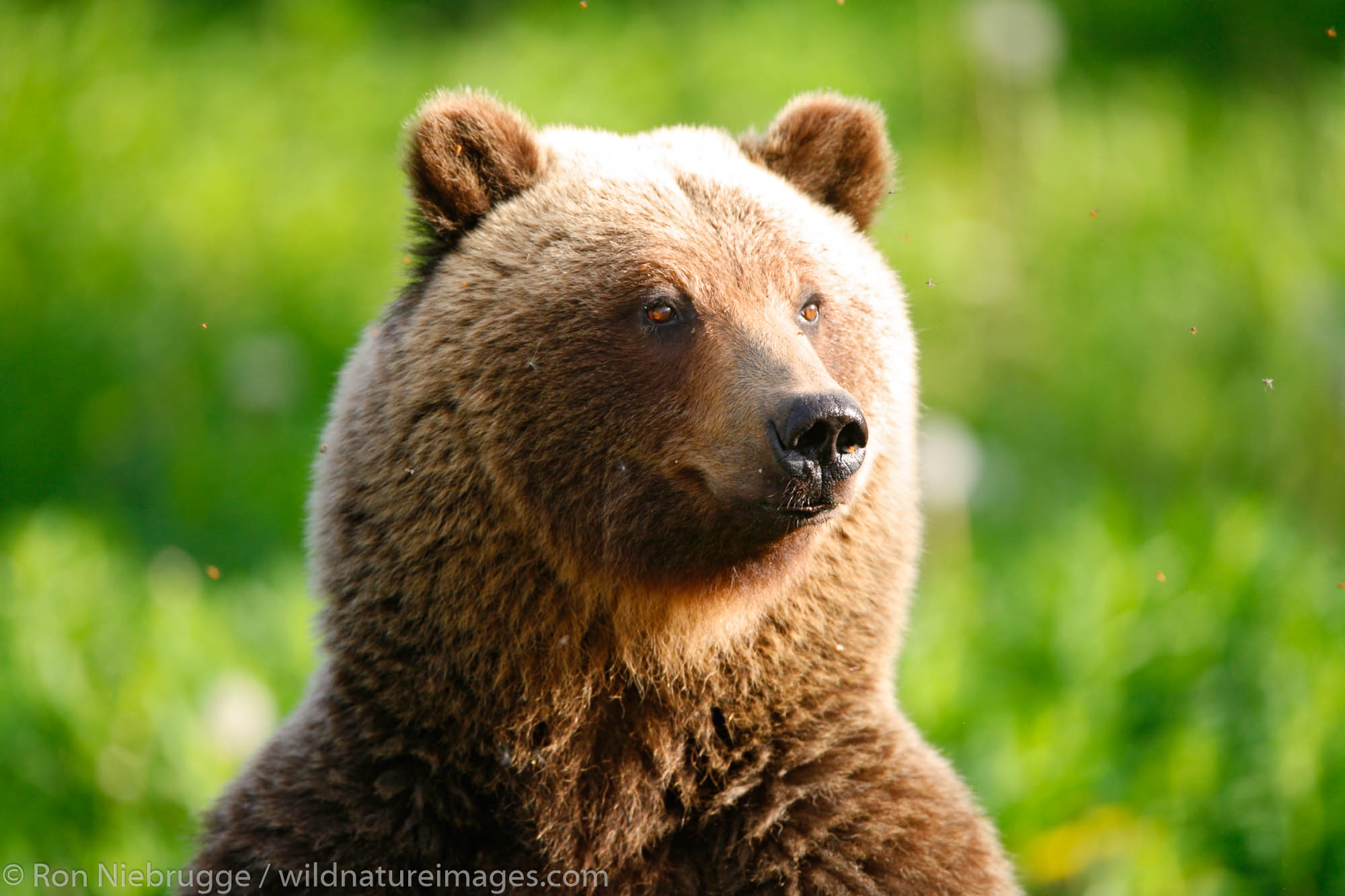 Grizzly Bear along the Haines Highway, at the border between British Columbia and the Yukon Territory, Canada.