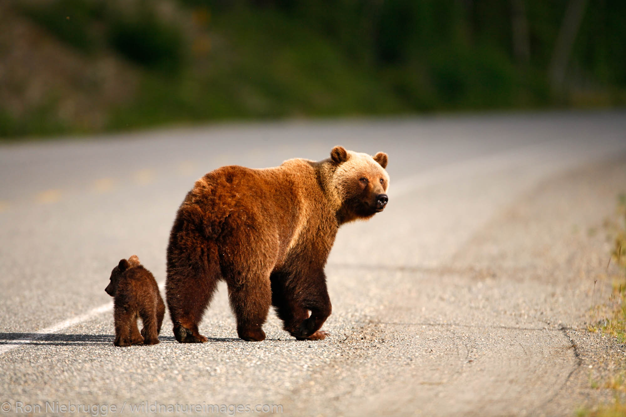 A sow and cub Grizzly Bear along the Haines Highway, at the border between British Columbia and the Yukon Territory, Canada.