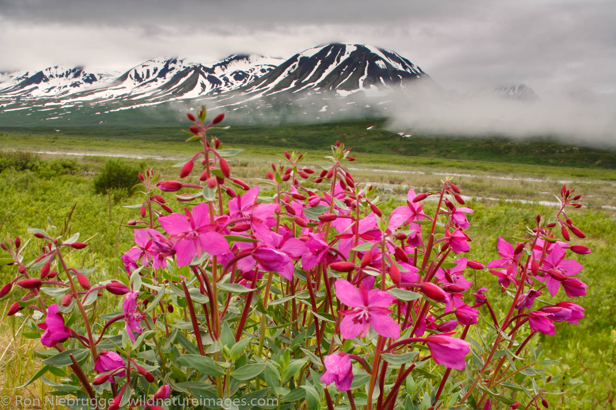 Fireweed in Tatshenshini-Alsek Wilderness Provincial Park along the Haines Highway, British Columbia, Canada.