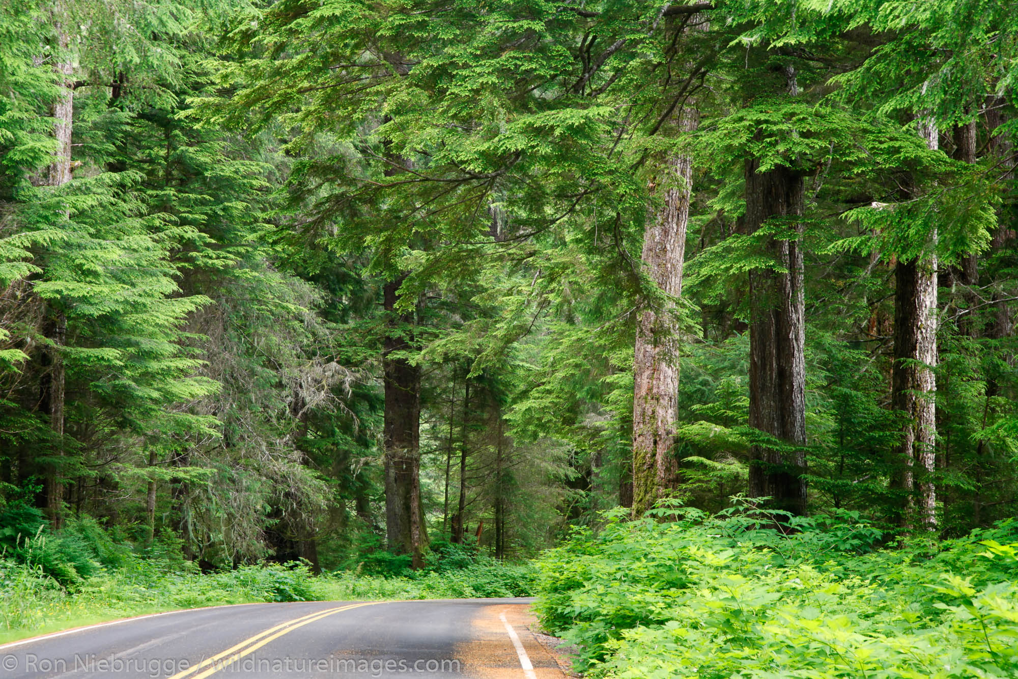 Road near Ward Lake Tongass National Forest, Ketchikan, Alaska.