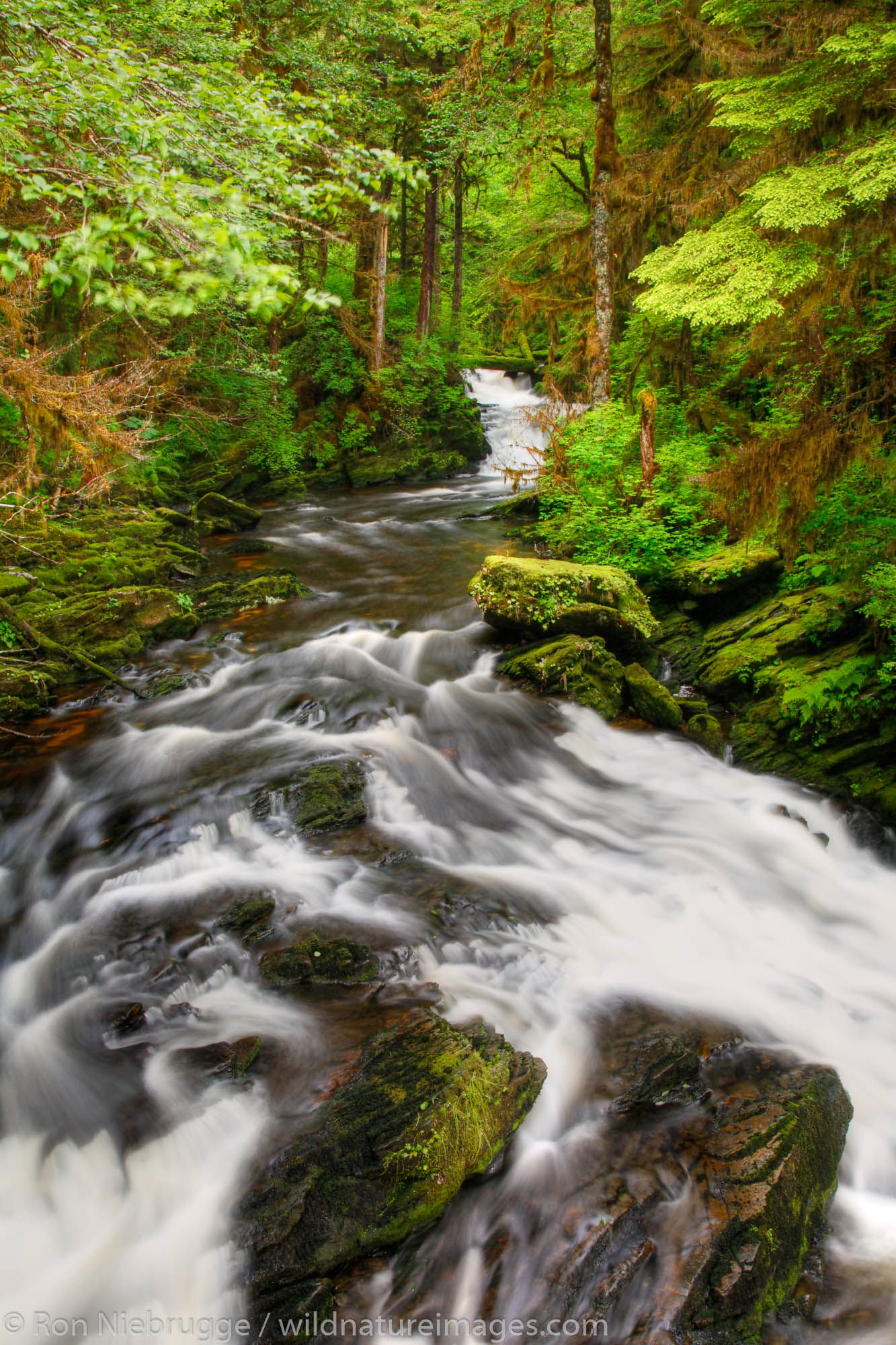 Lower Lunch Falls Loop Trail, Tongass National Forest, Ketchikan, Alaska.