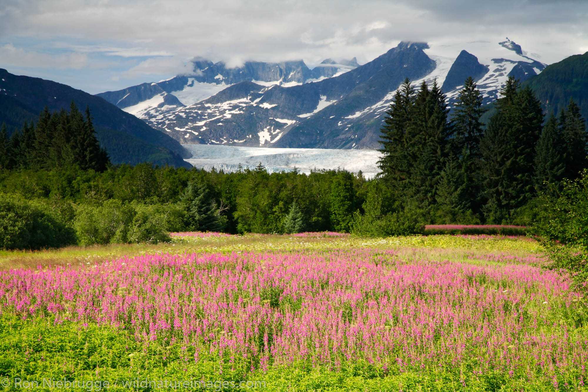 Fireweed at Brotherhood Park with Mendenhall Glacier, Juneau, Alaska.