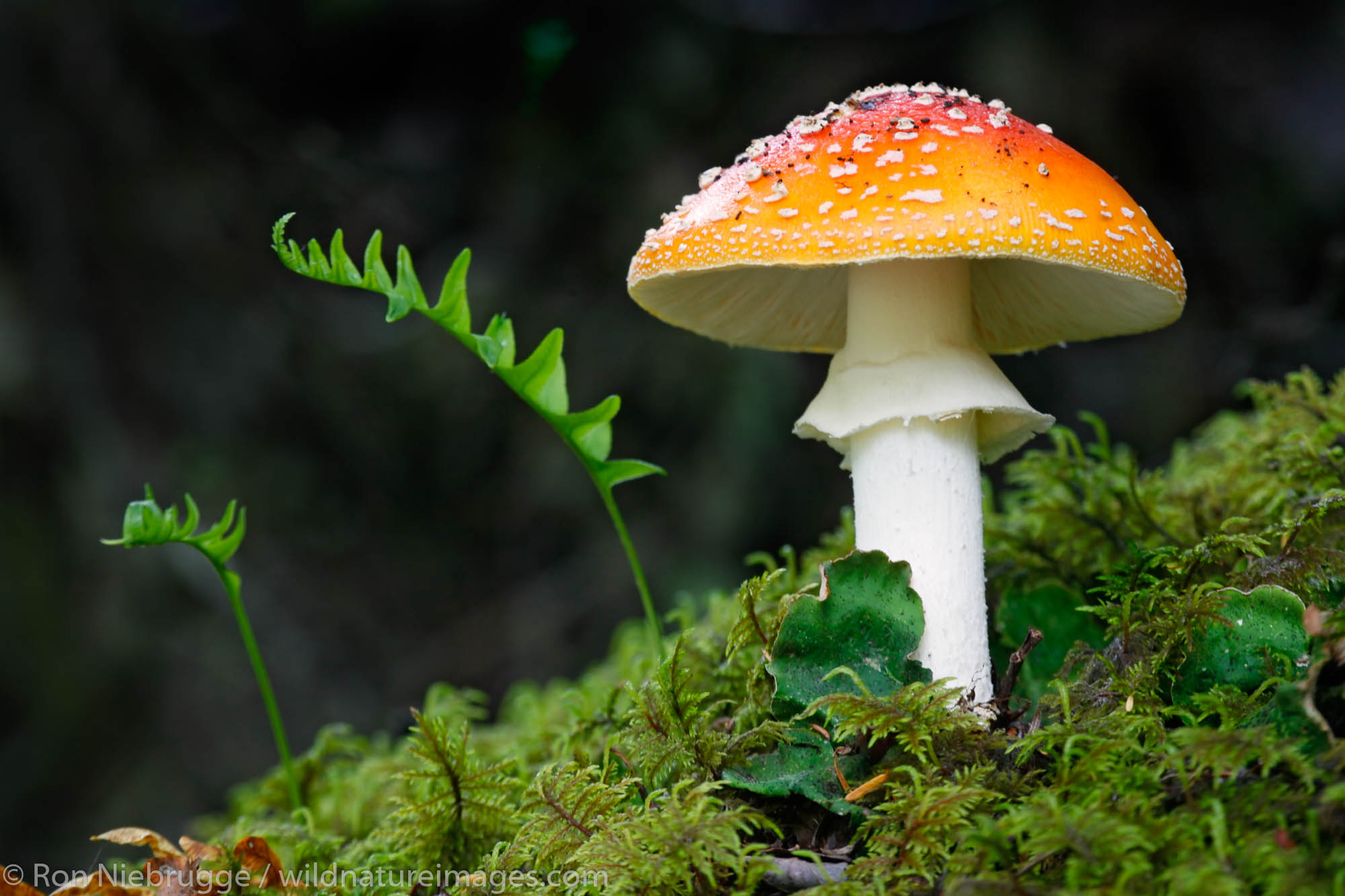 Amanita muscaria, also know as fly agaric or Fly Amanita is a large mushroom found throughout Alaska, Skagway, Alaska.