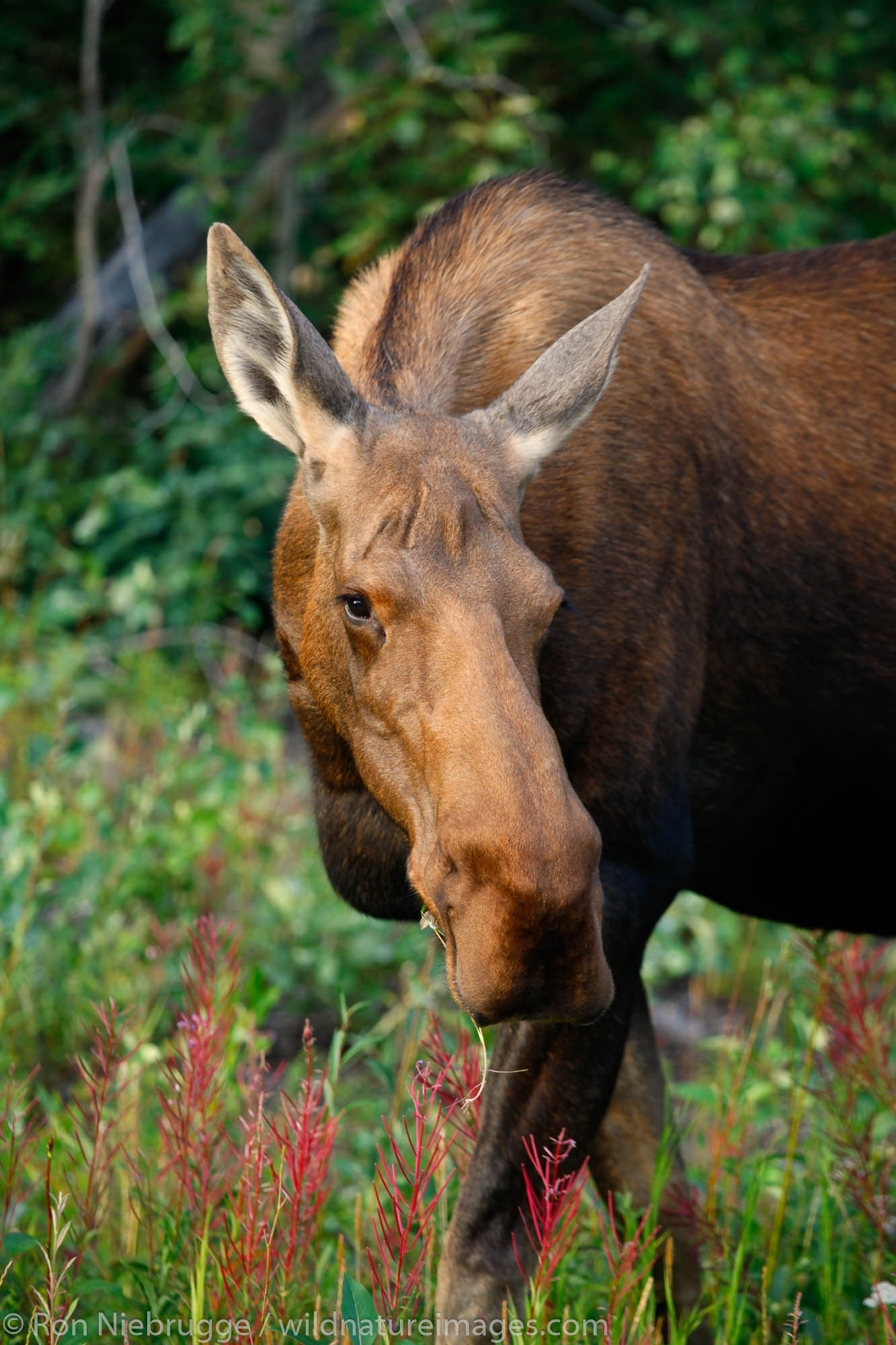 A cow moose, Delta Junction, Alaska.