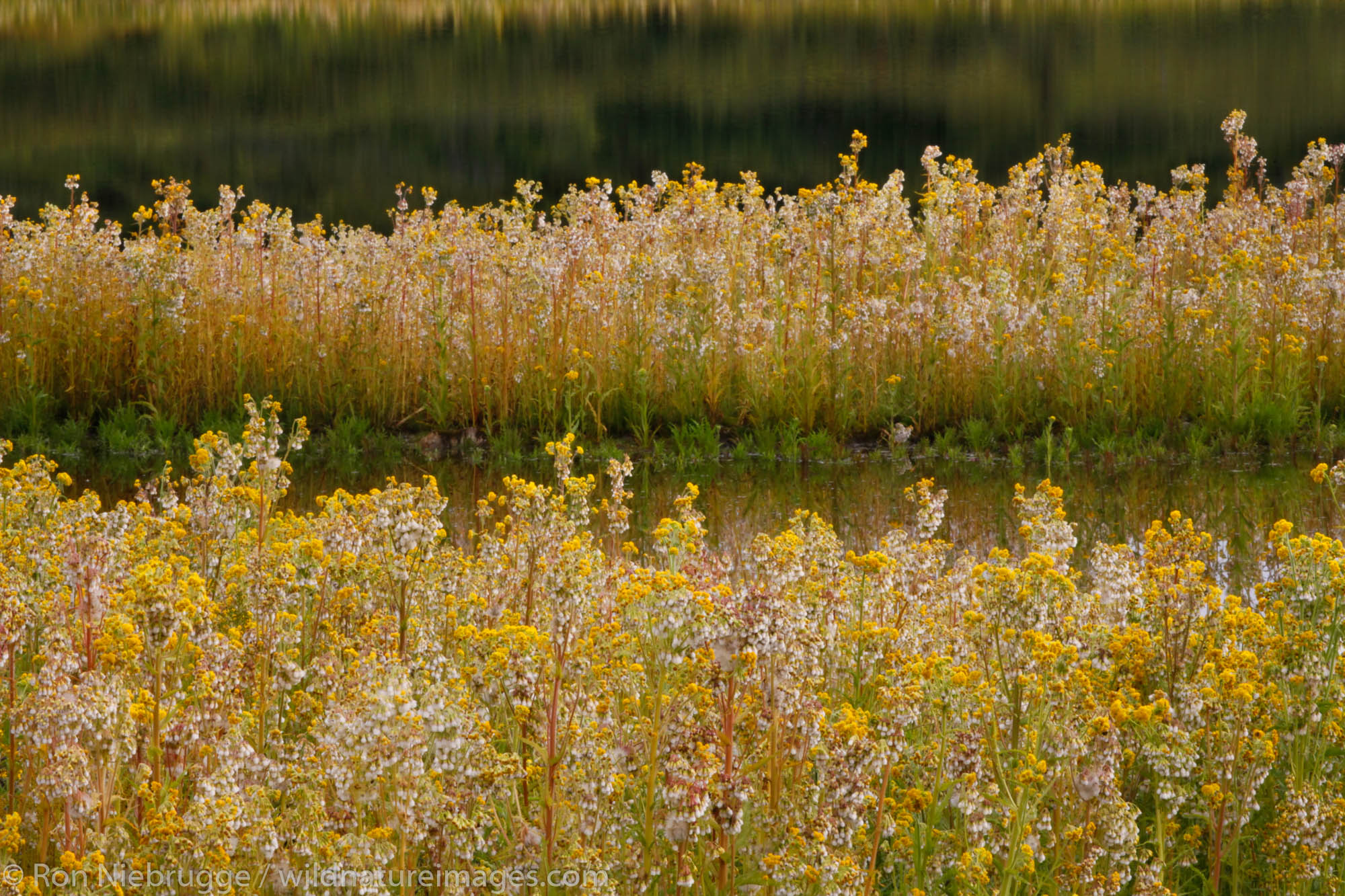 Wildflowers in Denali National Park, Alaska.
