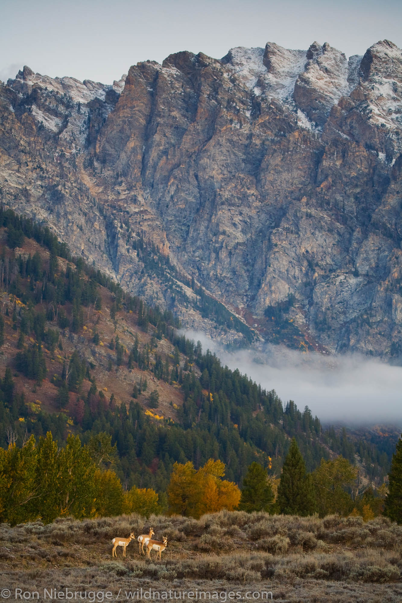 Pronghorn in Grand Teton National Park, Wyoming.