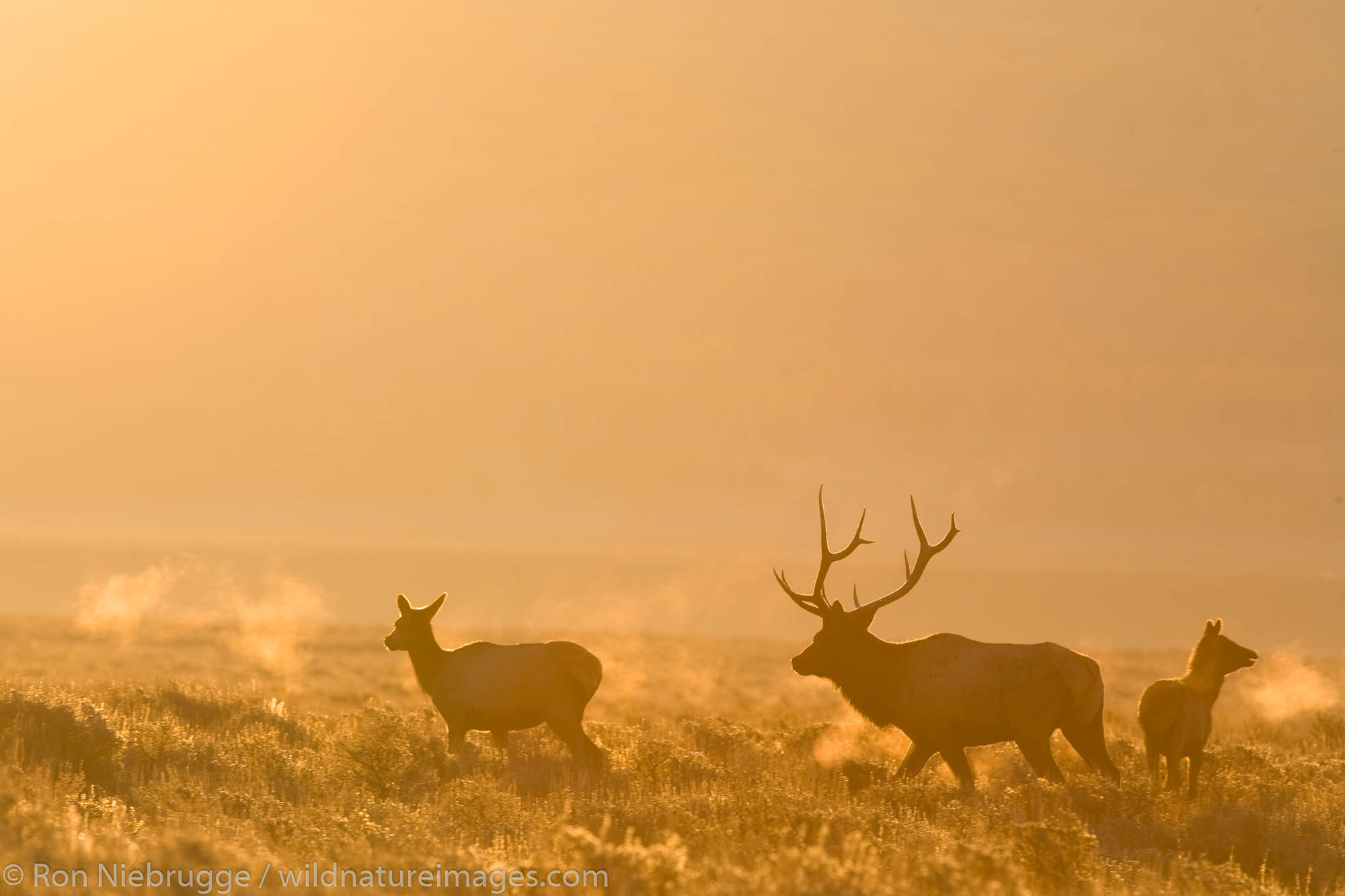 Elk, Grand Teton National Park, Wyoming.