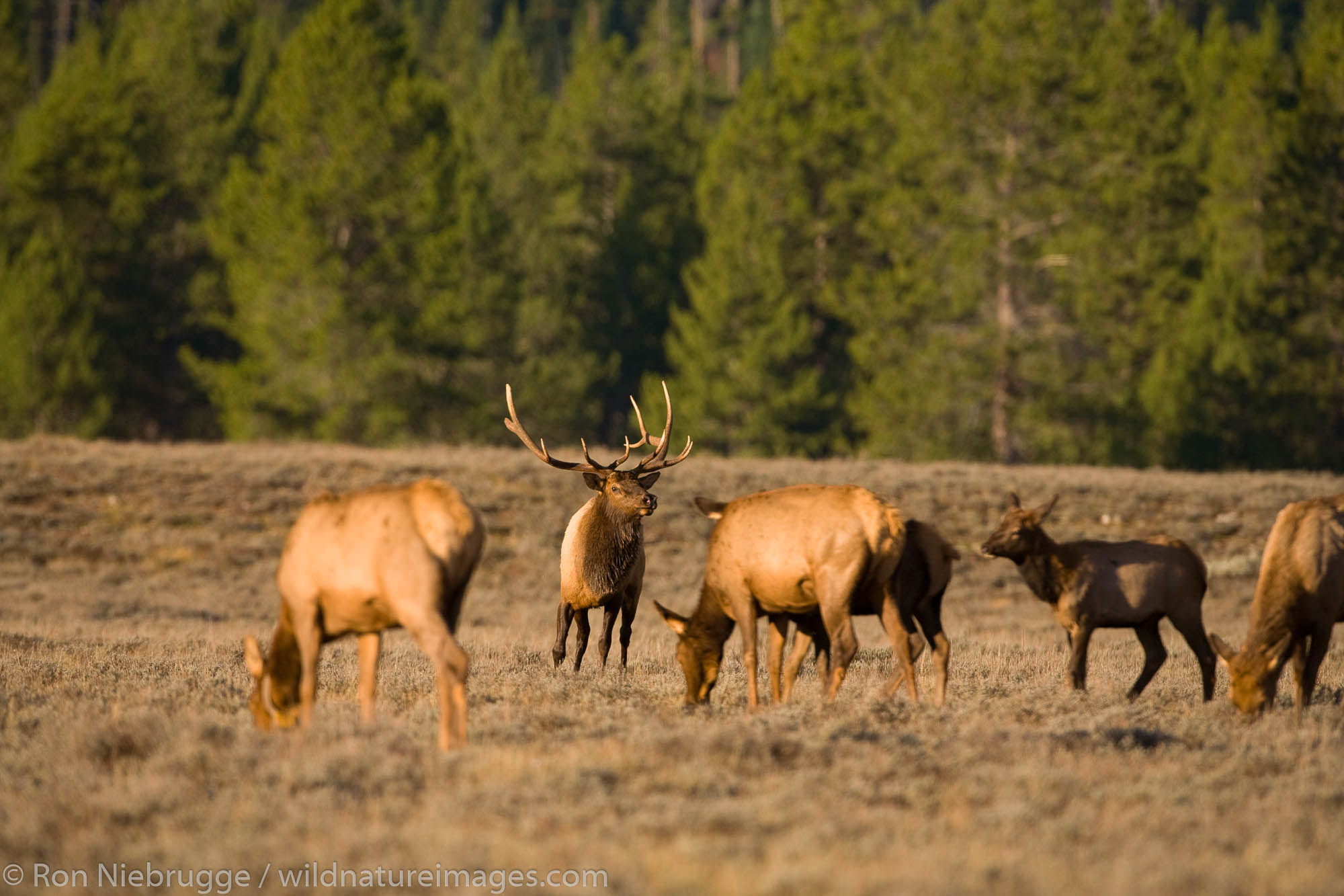 Elk, Grand Teton National Park, Wyoming.