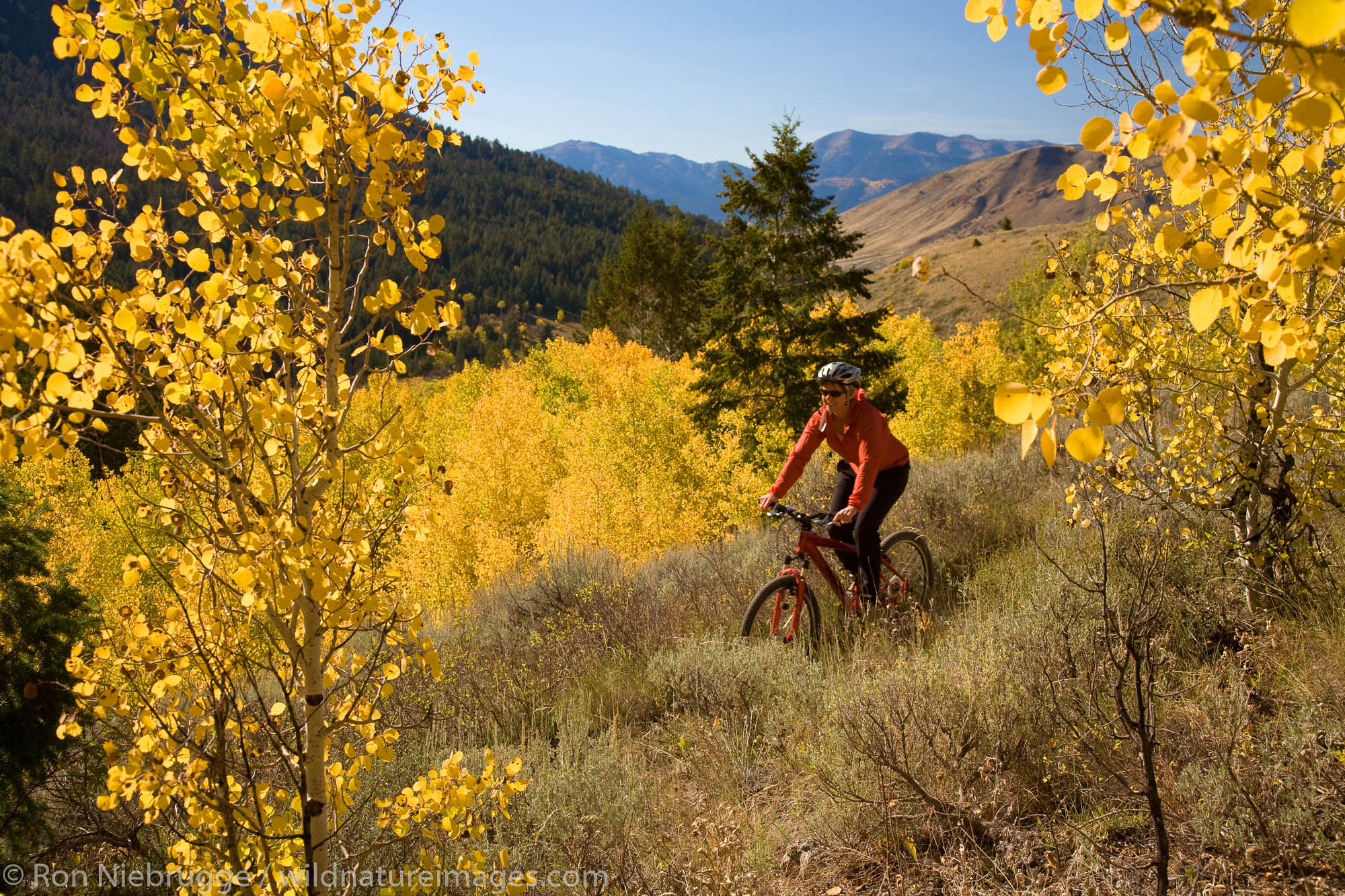 Mountain biking in Bridger-Teton National Forest, Jackson Hole, Wyoming.