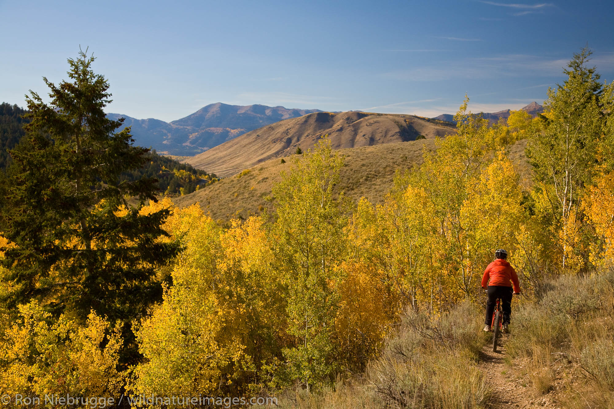 Mountain biking in Bridger-Teton National Forest, Jackson Hole, Wyoming.