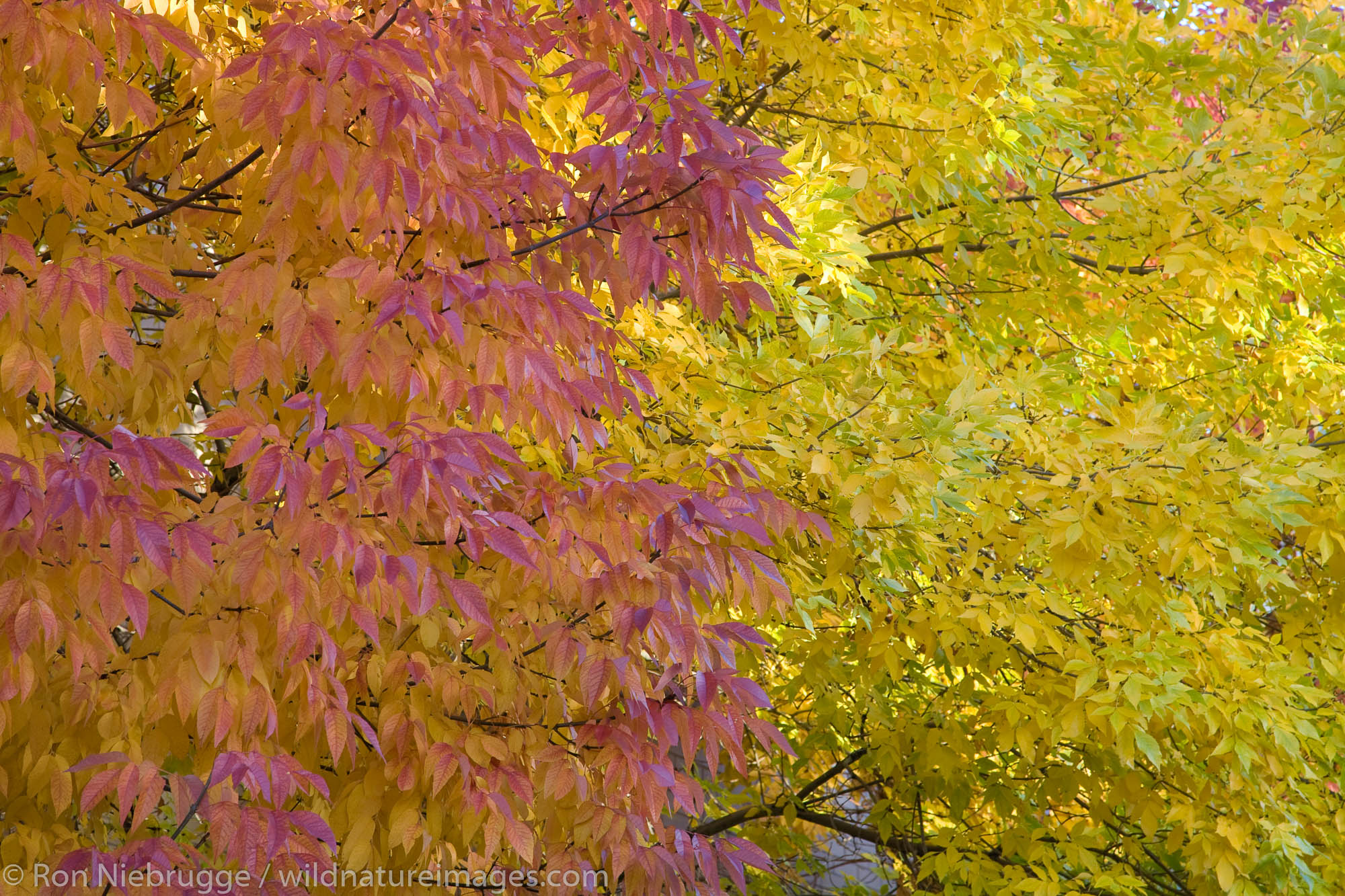 Carson City, Nevada. Photos by Ron Niebrugge