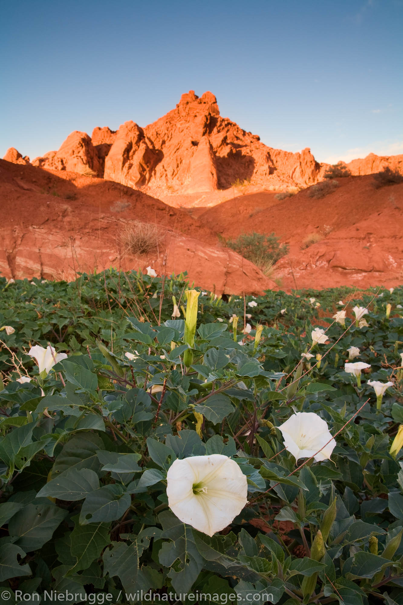 Sacred datura wildflowers in the Valley of Fire State Park, Nevada