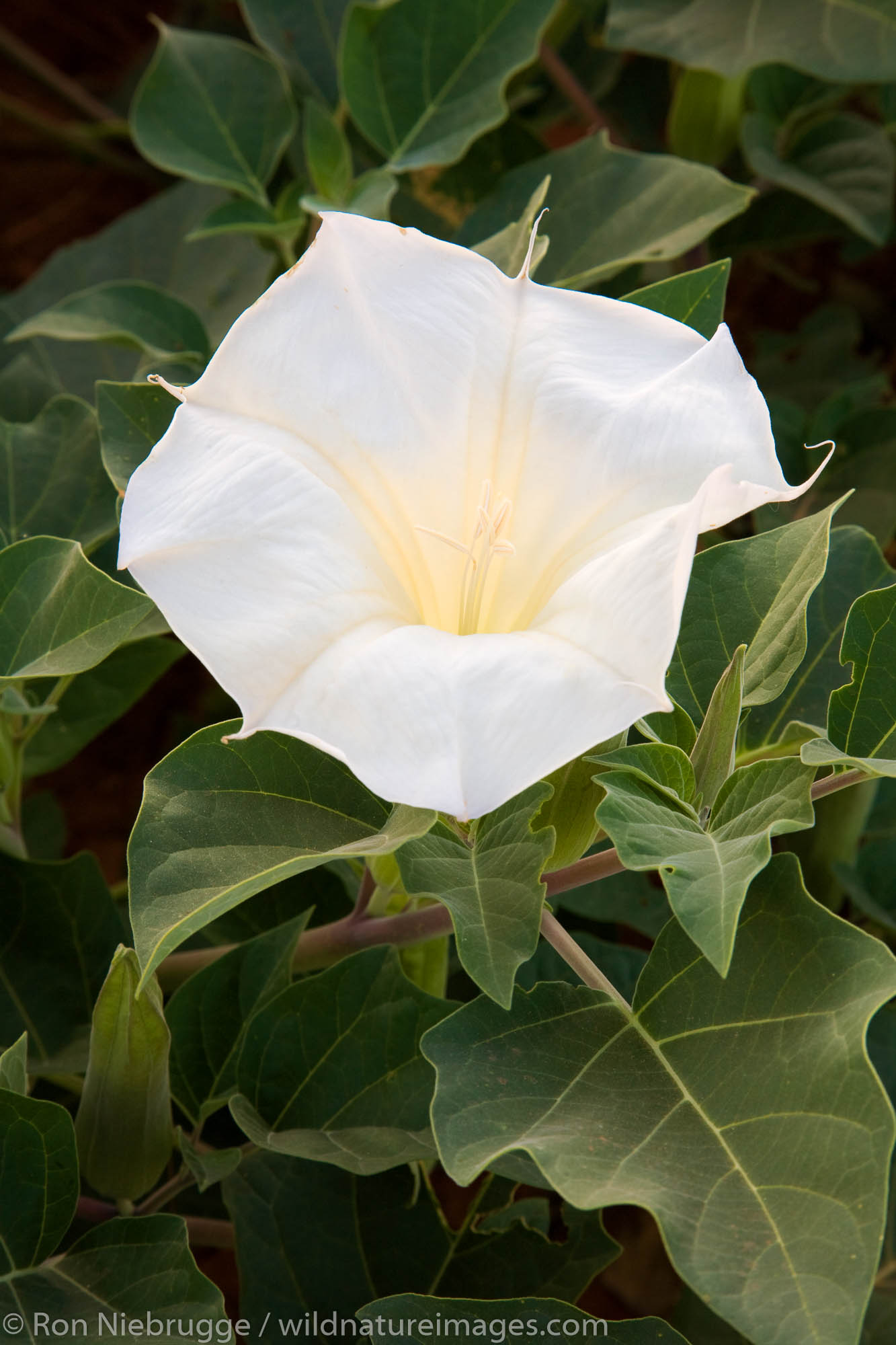 Sacred datura wildflowers in the Valley of Fire State Park, Nevada
