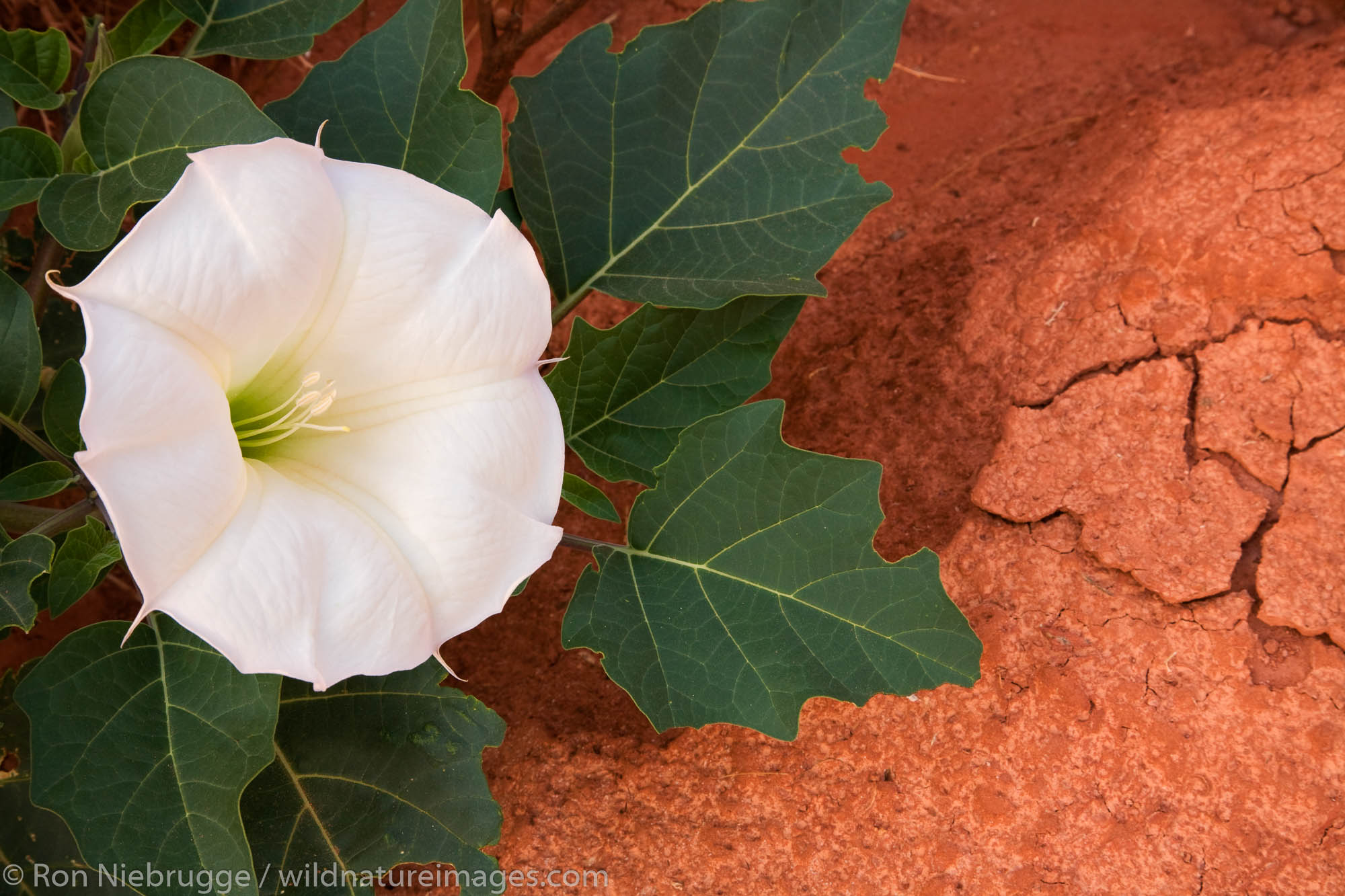 Sacred datura wildflowers in the Valley of Fire State Park, Nevada