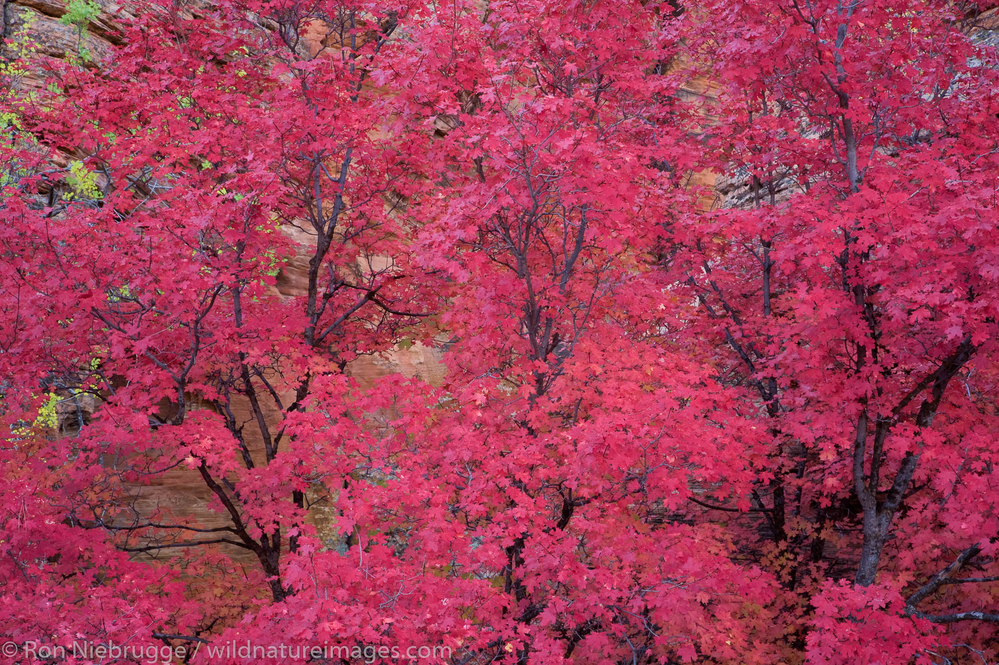 Autumn colors in Zion National Park, Utah.