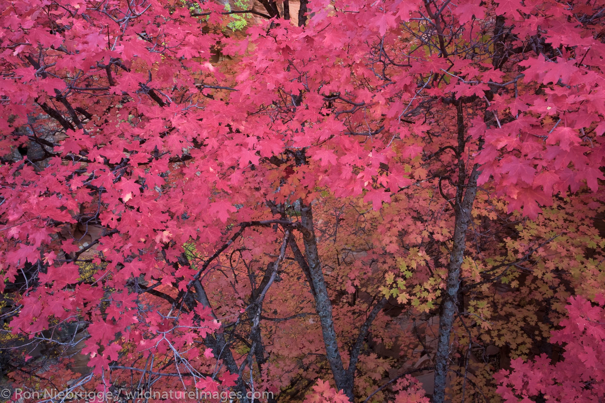 Autumn colors in Zion National Park, Utah.